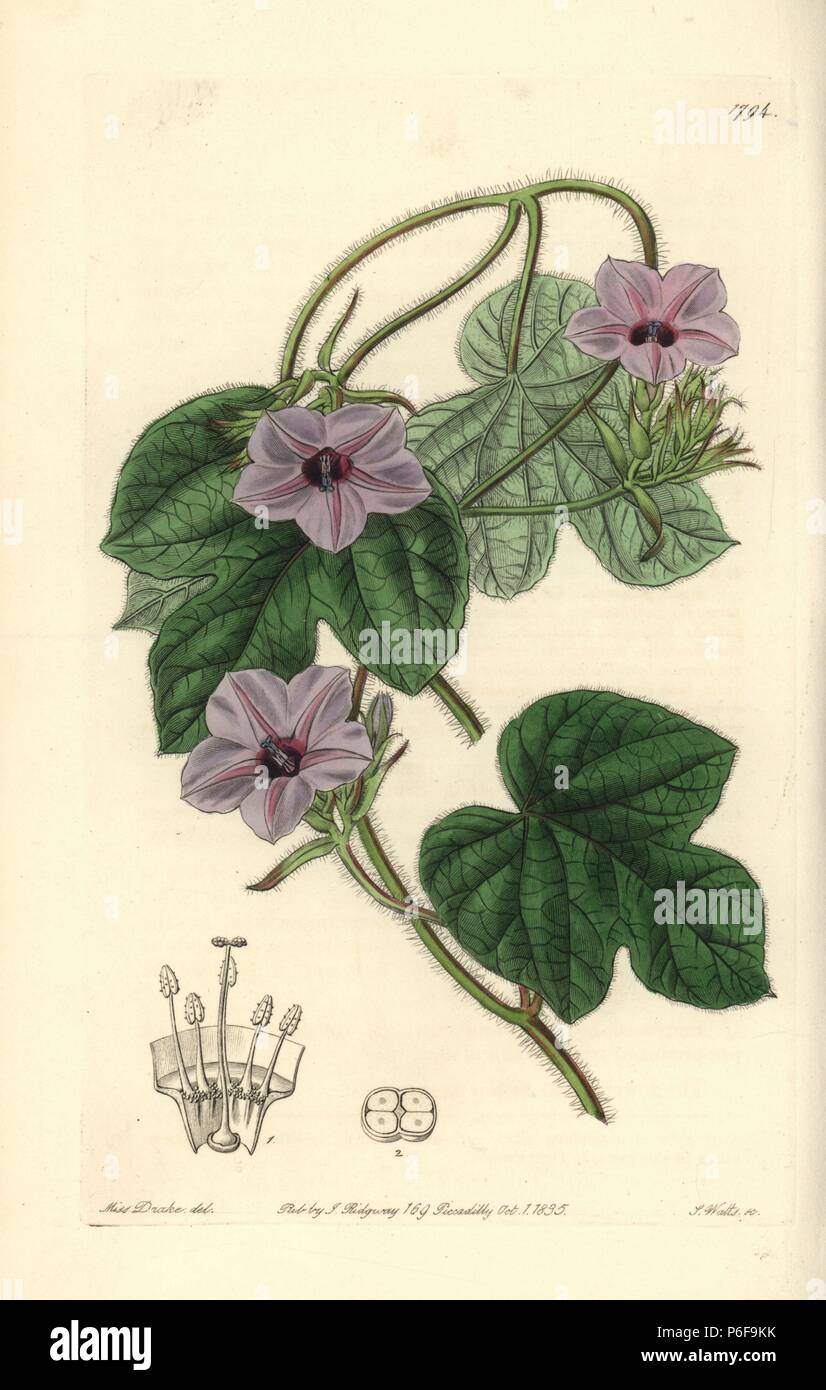 Fig-leaved morning glory, Ipomoea ficifolia (Mr. Aiton's ipomoea, Ipomoea aitoni). Handcoloured copperplate engraving by S. Watts after an illustration by Miss Drake from Sydenham Edwards' 'The Botanical Register,' London, Ridgway, 1835. Sarah Anne Drake (1803-1857) drew over 1,300 plates for the botanist John Lindley, including many orchids. Stock Photo