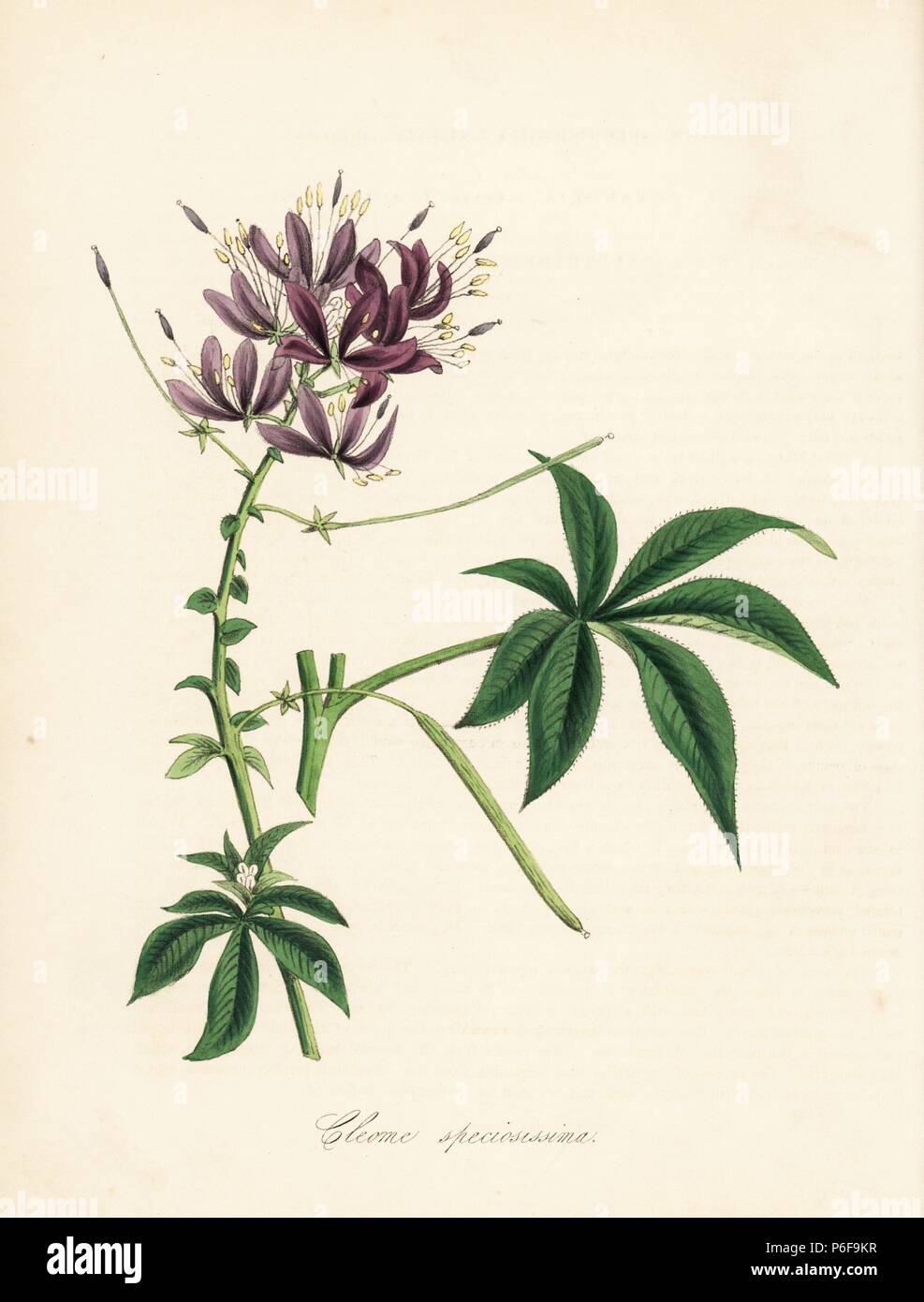 Showy or garden spiderflower, Cleoserrata speciosa (Shewy cleome, Cleome speciosissima). Handcoloured zincograph by C. Chabot drawn by Miss M. A. Burnett from her 'Plantae Utiliores: or Illustrations of Useful Plants,' Whittaker, London, 1842. Miss Burnett drew the botanical illustrations, but the text was chiefly by her late brother, British botanist Gilbert Thomas Burnett (1800-1835). Stock Photo