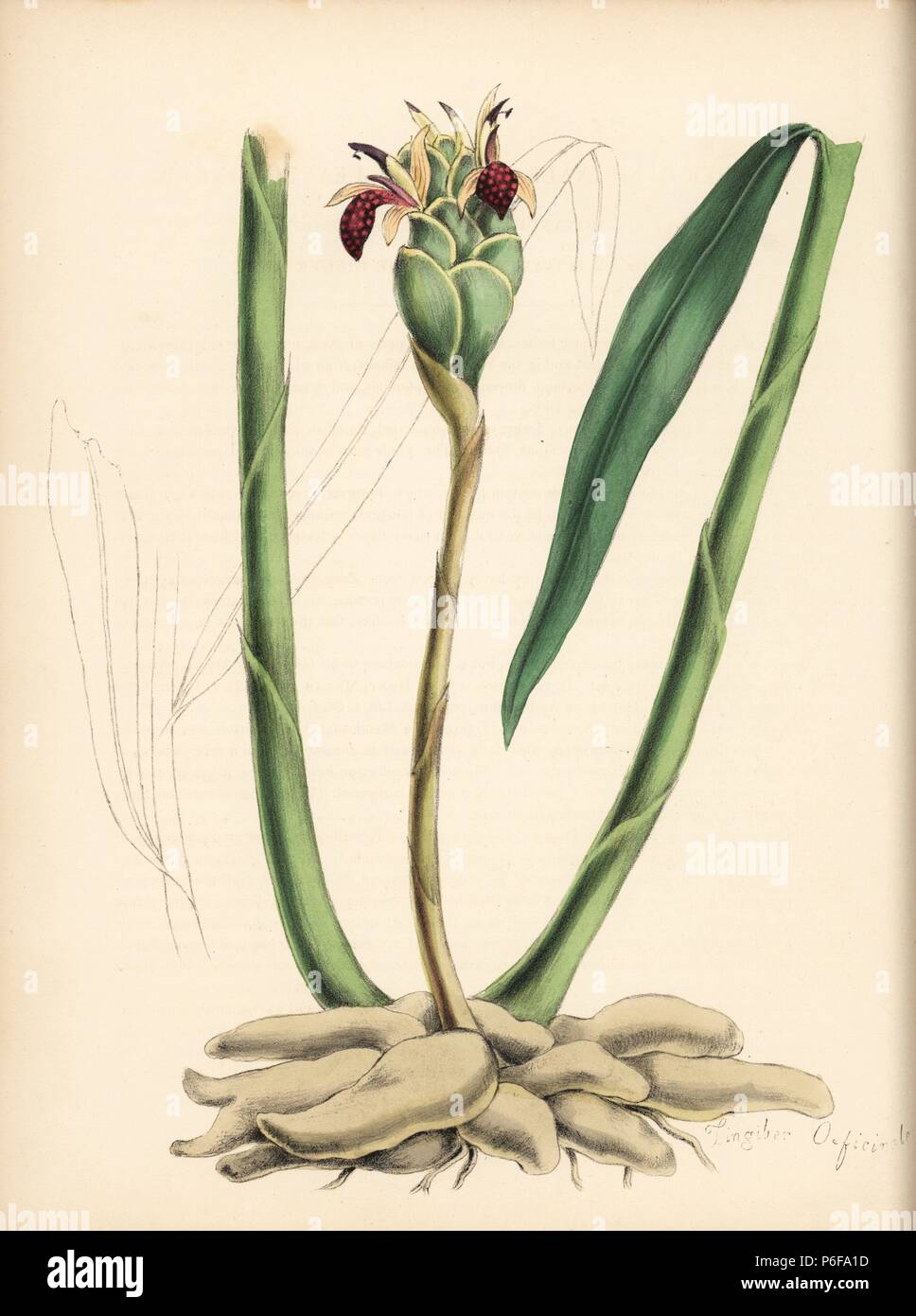 Ginger, Zingiber officinale. Handcoloured zincograph by Chabots drawn by Miss M. A. Burnett from her 'Plantae Utiliores: or Illustrations of Useful Plants,' Whittaker, London, 1842. Miss Burnett drew the botanical illustrations, but the text was chiefly by her late brother, British botanist Gilbert Thomas Burnett (1800-1835). Stock Photo