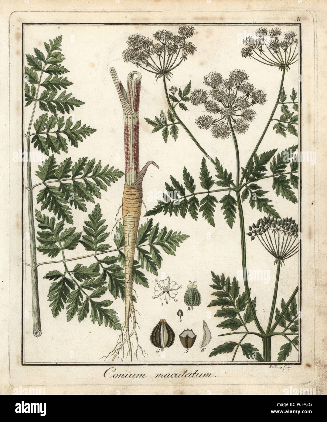 Hemlock, Conium maculatum. Handcoloured copperplate engraving by P. Haas from Dr. Friedrich Gottlob Hayne's Medical Botany, Berlin, 1822. Hayne (1763-1832) was a German botanist, apothecary and professor of pharmaceutical botany at Berlin University. Stock Photo