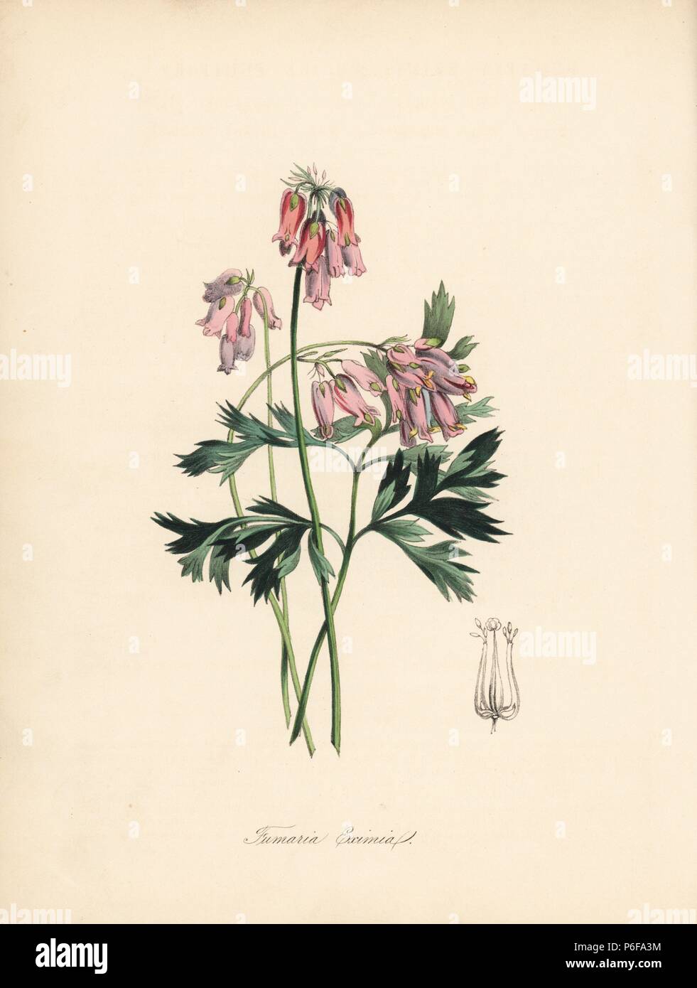 Wild or fringed bleeding-heart or turkey-corn, Dicentra eximia (Choice fumitory, Fumaria eximia). After an illustration by William Clark from Richard Morris's 'Flora Conspicua.' Handcoloured zincograph by C. Chabot drawn by Miss M. A. Burnett from her 'Plantae Utiliores: or Illustrations of Useful Plants,' Whittaker, London, 1842. Miss Burnett drew the botanical illustrations, but the text was chiefly by her late brother, British botanist Gilbert Thomas Burnett (1800-1835). Stock Photo