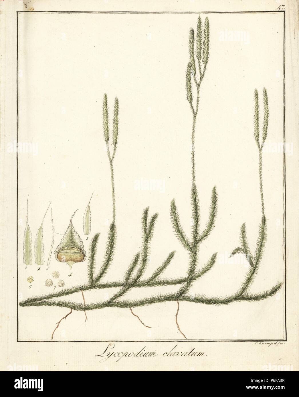 Wolf's-foot clubmoss, Lycopodium clavatum. Handcoloured copperplate engraving by F. Guimpel from Dr. Friedrich Gottlob Hayne's Medical Botany, Berlin, 1822. Hayne (1763-1832) was a German botanist, apothecary and professor of pharmaceutical botany at Berlin University. Stock Photo