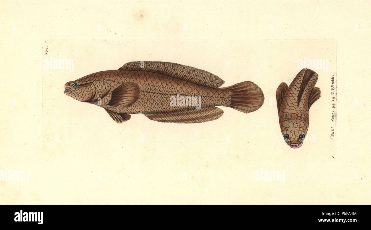 Spotted snakehead, Channa punctata. (Punctated ophicephalus, Ophicephalus punctatus). Illustration by George Shaw after M.E. Bloch. Handcoloured copperplate engraving from George Shaw and Frederick Nodder's 'The Naturalist's Miscellany,' London, 1799. Stock Photo