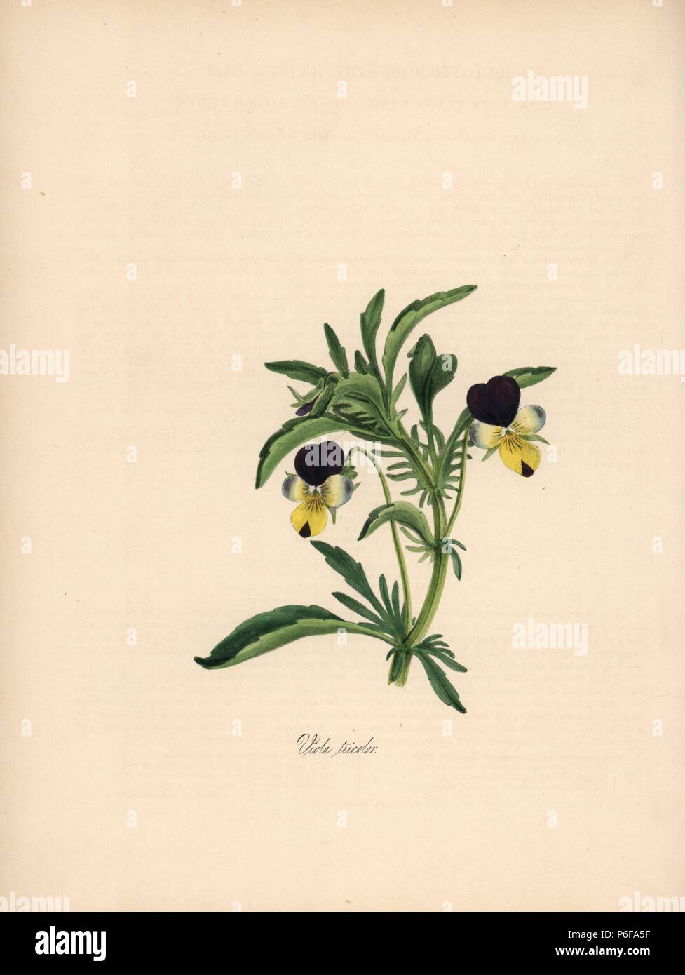 Heartsease, Viola tricolor. Handcoloured zincograph by C. Chabot drawn by Miss M. A. Burnett from her 'Plantae Utiliores: or Illustrations of Useful Plants,' Whittaker, London, 1842. Miss Burnett drew the botanical illustrations, but the text was chiefly by her late brother, British botanist Gilbert Thomas Burnett (1800-1835). Stock Photo
