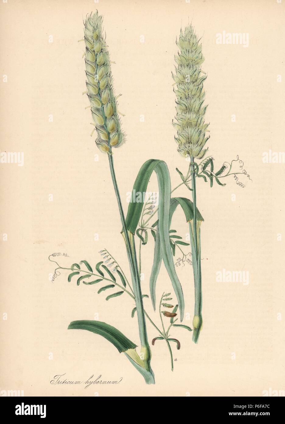 Common wheat, Triticum aestivum (T. hybernum). Handcoloured zincograph by  C. Chabot drawn by Miss M. A. Burnett from her "Plantae Utiliores: or  Illustrations of Useful Plants," Whittaker, London, 1842. Miss Burnett drew