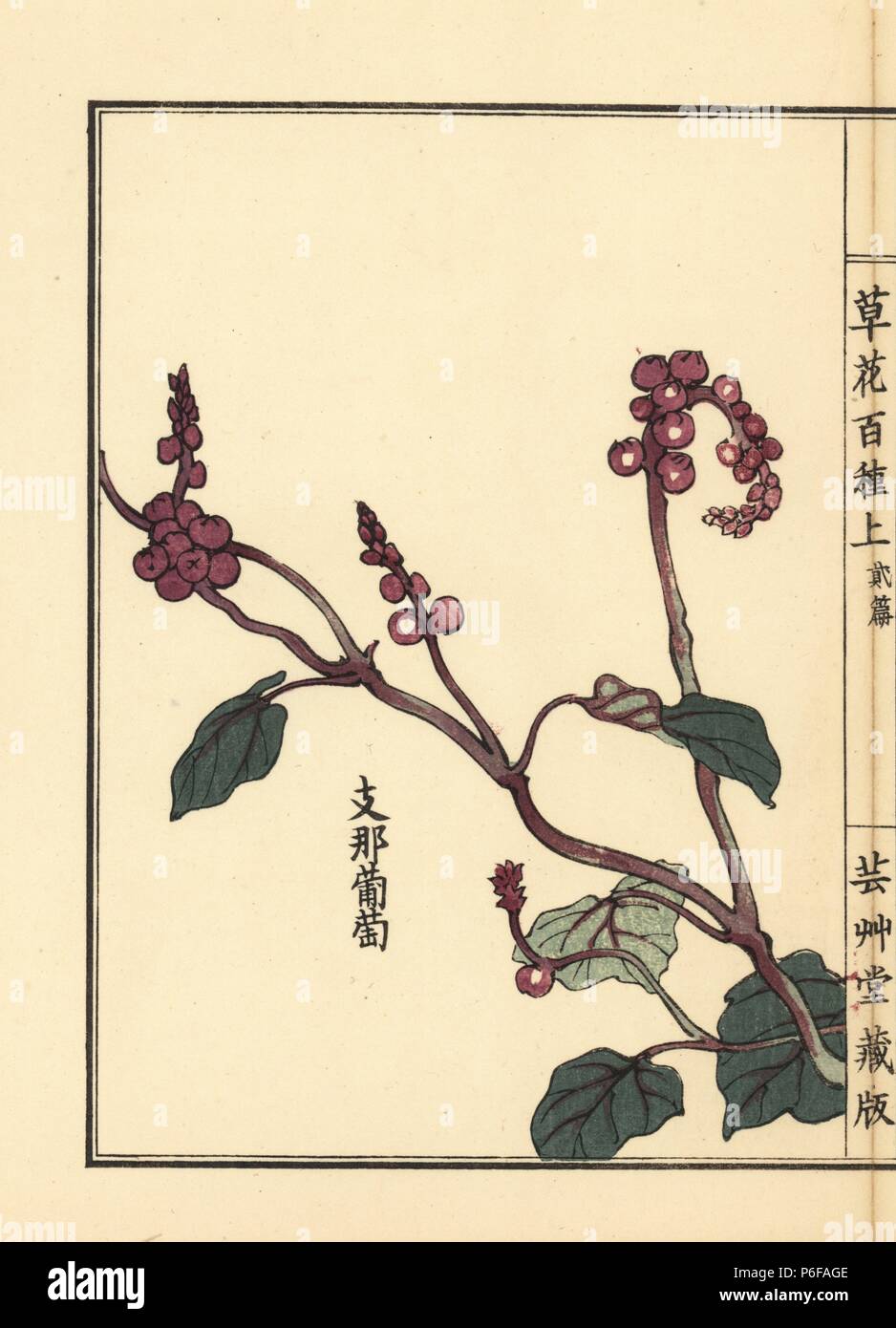 Yamabudou or crimson glory vine, Vitis coignetiae. Handcoloured woodblock print by Kono Bairei from Kusa Bana Hyakushu (One Hundred Varieties of Flowers), Tokyo, Yamada, 1901. Stock Photo