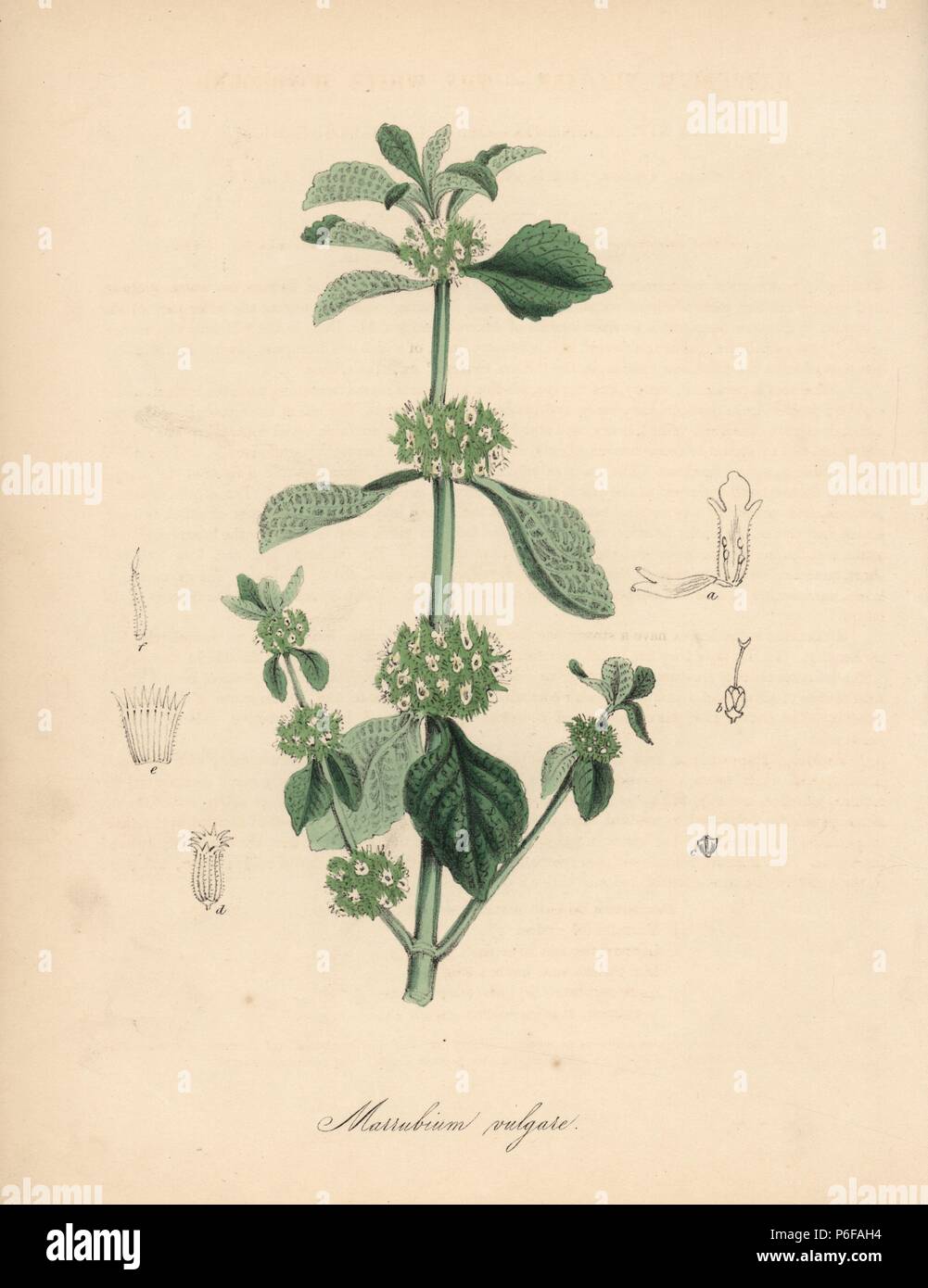 White horehound, Marrubium vulgare. Handcoloured zincograph by C. Chabot drawn by Miss M. A. Burnett from her 'Plantae Utiliores: or Illustrations of Useful Plants,' Whittaker, London, 1842. Miss Burnett drew the botanical illustrations, but the text was chiefly by her late brother, British botanist Gilbert Thomas Burnett (1800-1835). Stock Photo