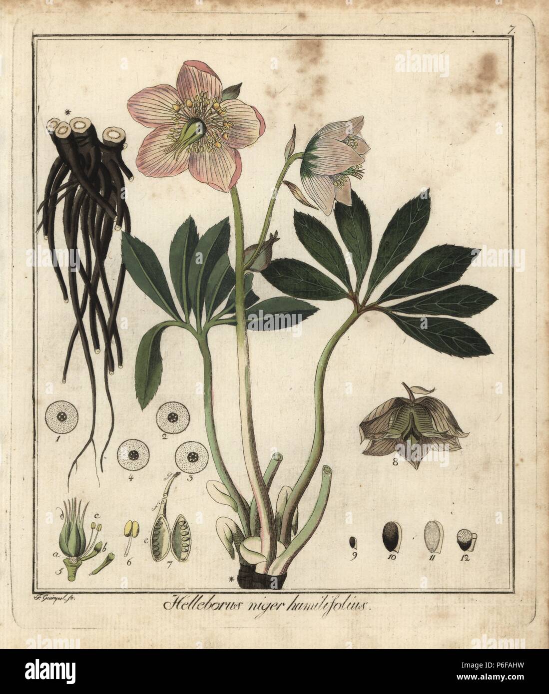 Christmas rose or black hellebore, Helleborus niger humilifolius.  Handcoloured copperplate engraving by F. Guimpel from Dr. Friedrich Gottlob  Hayne's Medical Botany, Berlin, 1822. Hayne (1763-1832) was a German  botanist, apothecary and professor