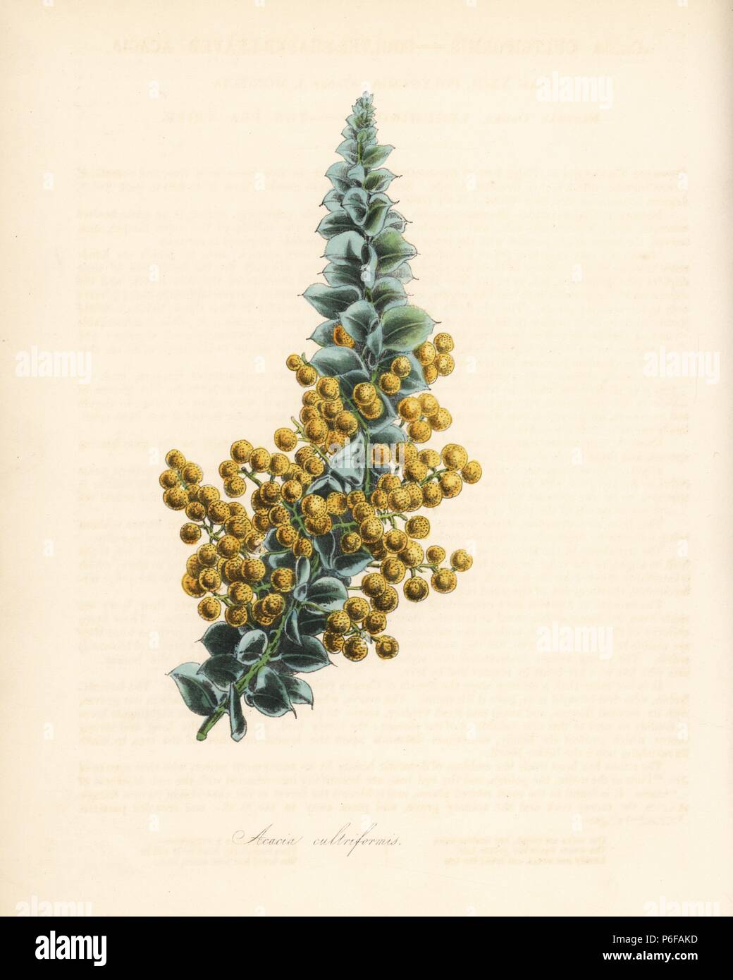 https://c8.alamy.com/comp/P6FAKD/knife-leaf-wattle-or-coulter-shaped-leaved-acacia-acacia-cultriformis-after-an-illustration-by-s-holden-in-joseph-paxtons-magazine-of-botany-handcoloured-zincograph-by-c-chabot-drawn-by-miss-m-a-burnett-from-her-plantae-utiliores-or-illustrations-of-useful-plants-whittaker-london-1842-miss-burnett-drew-the-botanical-illustrations-but-the-text-was-chiefly-by-her-late-brother-british-botanist-gilbert-thomas-burnett-1800-1835-P6FAKD.jpg