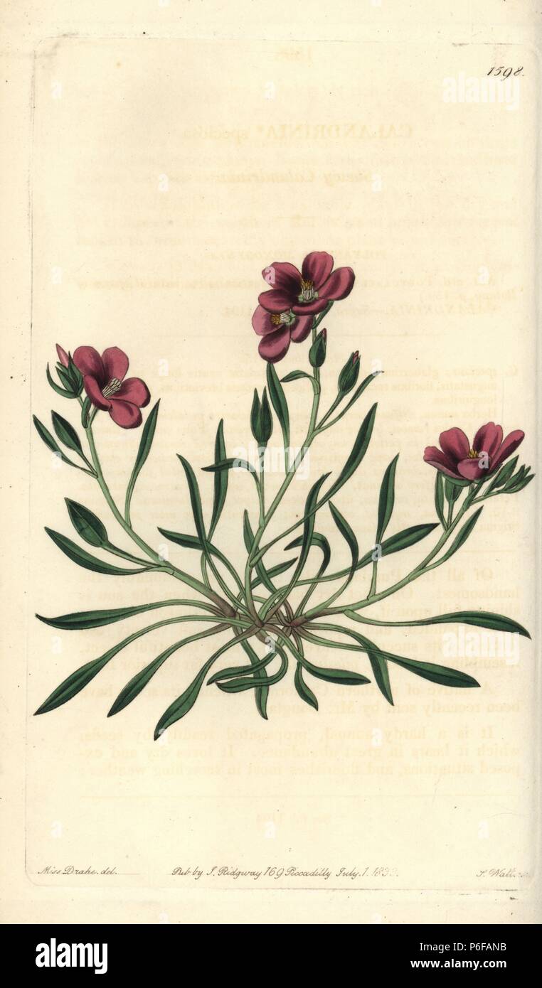 Fringed redmaid, Calandrinia ciliata (Shewy or showy calandrinia, Calandrinia speciosa). Handcoloured copperplate engraving by S. Watts after an illustration by Miss Drake from Sydenham Edwards' "The Botanical Register," London, Ridgway, 1833. Sarah Anne Drake (1803-1857) drew over 1,300 plates for the botanist John Lindley, including many orchids. Stock Photo