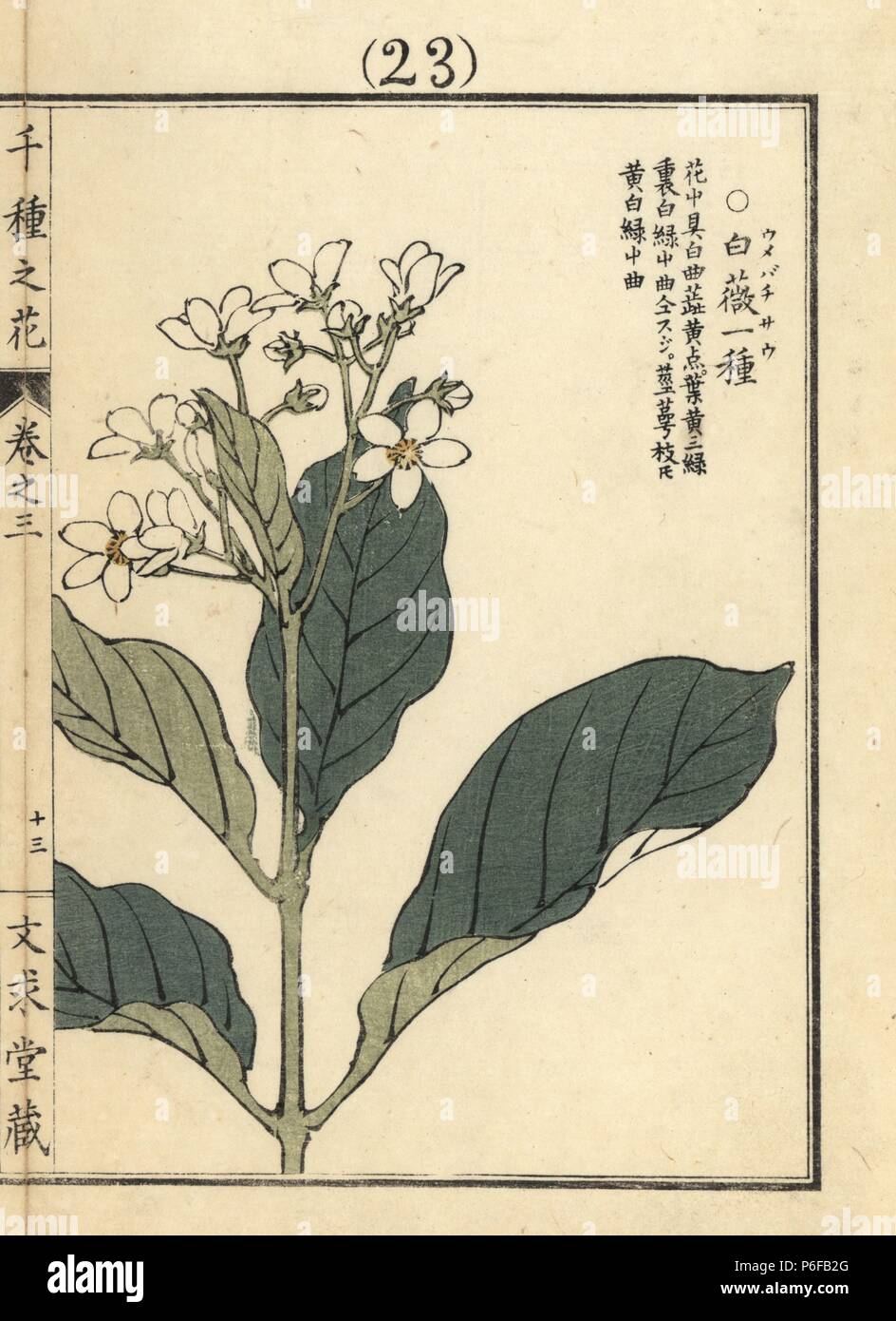 Umebachisou or marsh grass-of-parnassus, Parnassia palustris. Handcoloured woodblock print by Kono Bairei from Senshu no Hana (One Thousand Varieties of Flowers), Bunkyudo, Kyoto, 1889. Stock Photo