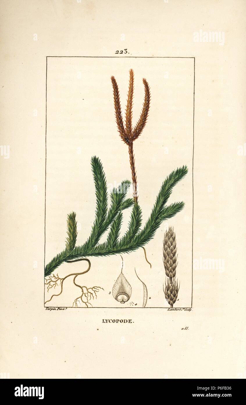 Common club moss, Lycopodium clavatum. Handcoloured stipple copperplate engraving by Lambert Junior from a drawing by Pierre Jean-Francois Turpin from Chaumeton, Poiret and Chamberet's 'La Flore Medicale,' Paris, Panckoucke, 1830. Turpin (17751840) was one of the three giants of French botanical art of the era alongside Pierre Joseph Redoute and Pancrace Bessa. Stock Photo