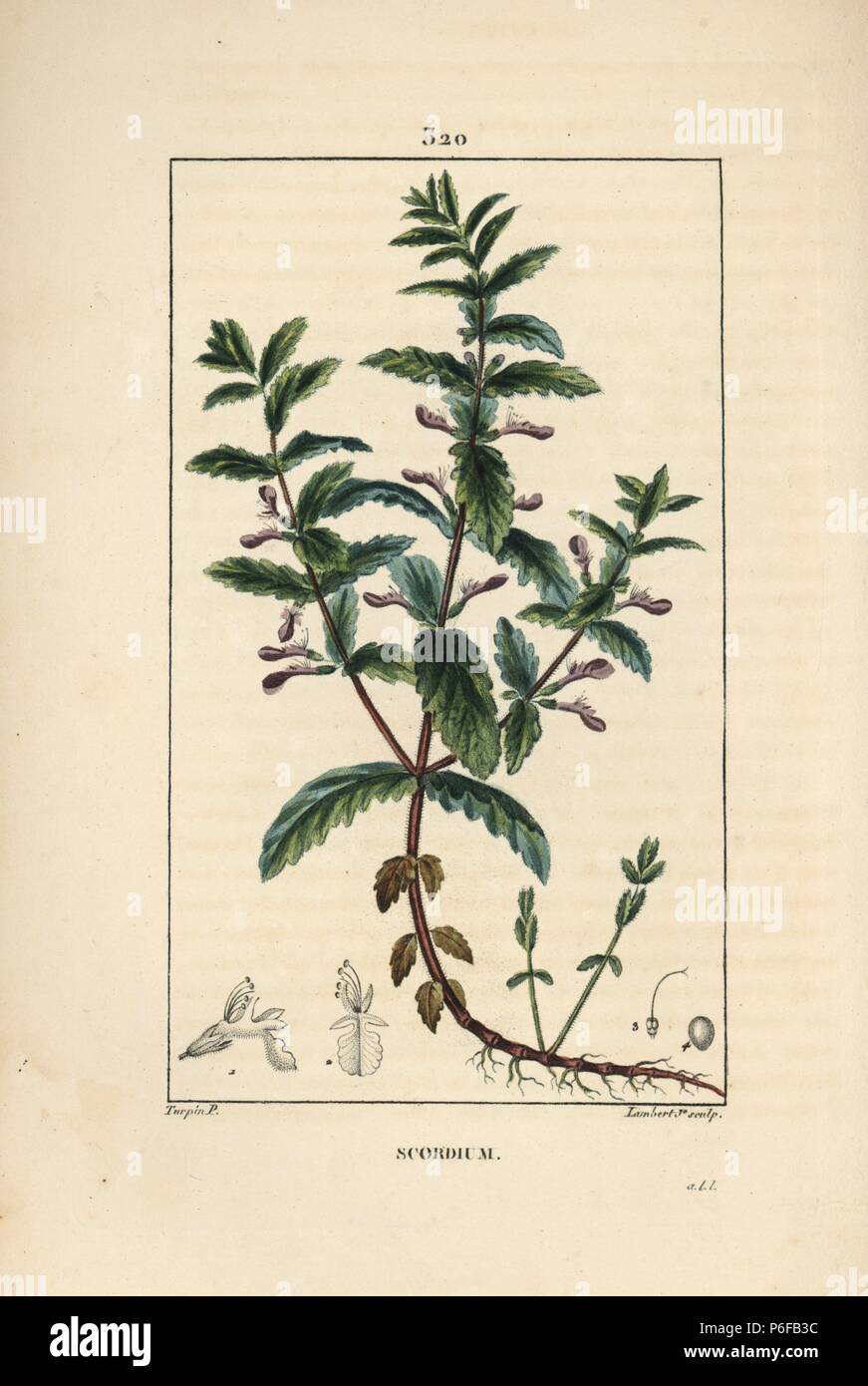 Water germander, Teucrium scordium, showing flower, leaf, stalk and roots. Handcoloured stipple copperplate engraving by Lambert Junior from a drawing by Pierre Jean-Francois Turpin from Chaumeton, Poiret and Chamberet's 'La Flore Medicale,' Paris, Panckoucke, 1830. Turpin (17751840) was one of the three giants of French botanical art of the era alongside Pierre Joseph Redoute and Pancrace Bessa. Stock Photo
