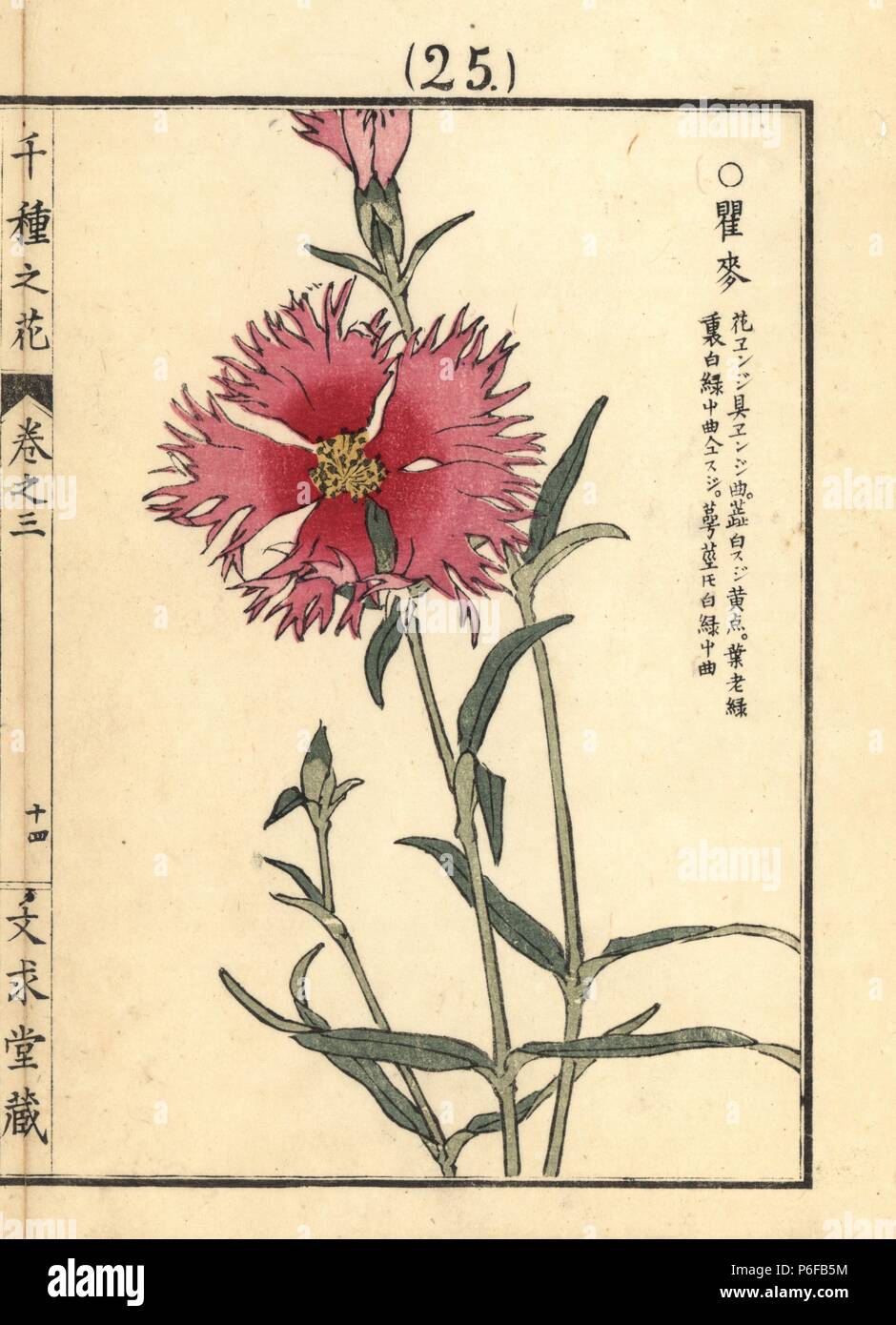 Nadeshiko or fringed pink, Dianthus superbus L. var. longicalycinus. Handcoloured woodblock print by Kono Bairei from Senshu no Hana (One Thousand Varieties of Flowers), Bunkyudo, Kyoto, 1889. Stock Photo