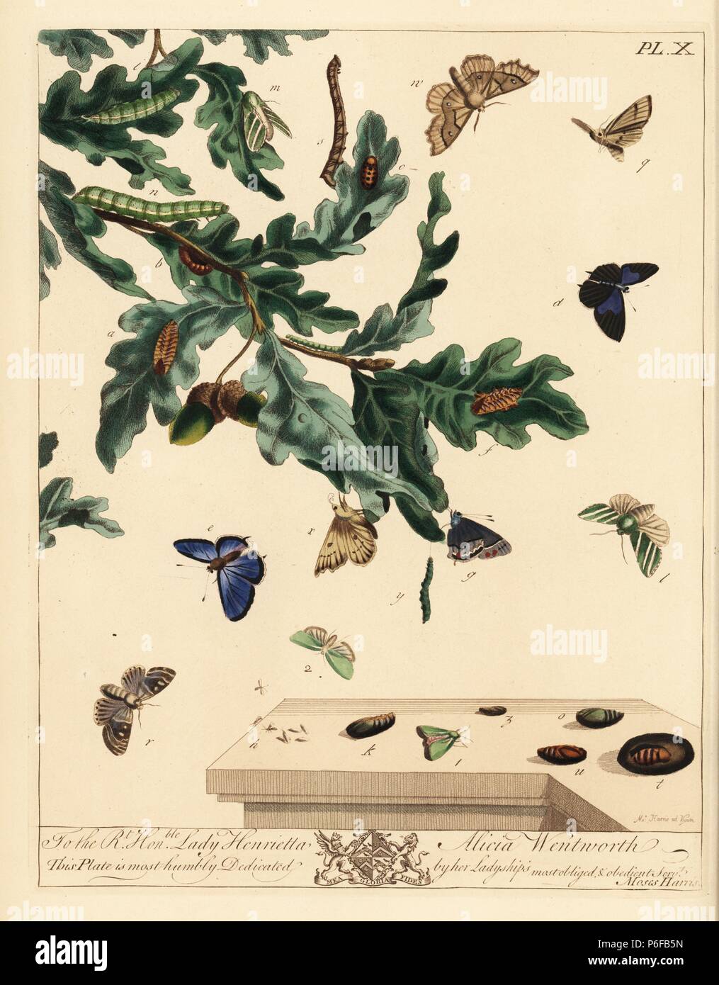 Purple hairstreak butterfly, Neozephyrus quercus, green silver lines moth, Pseudoips prasinana, green oak moth, Tortrix viridana, dun-bar, Cosmia trapezina, and scalloped hazel, Odontopera bidentata. Handcoloured lithograph after an illustration by Moses Harris from 'The Aurelian; a Natural History of English Moths and Butterflies,' new edition edited by J. O. Westwood, published by Henry Bohn, London, 1840. Stock Photo