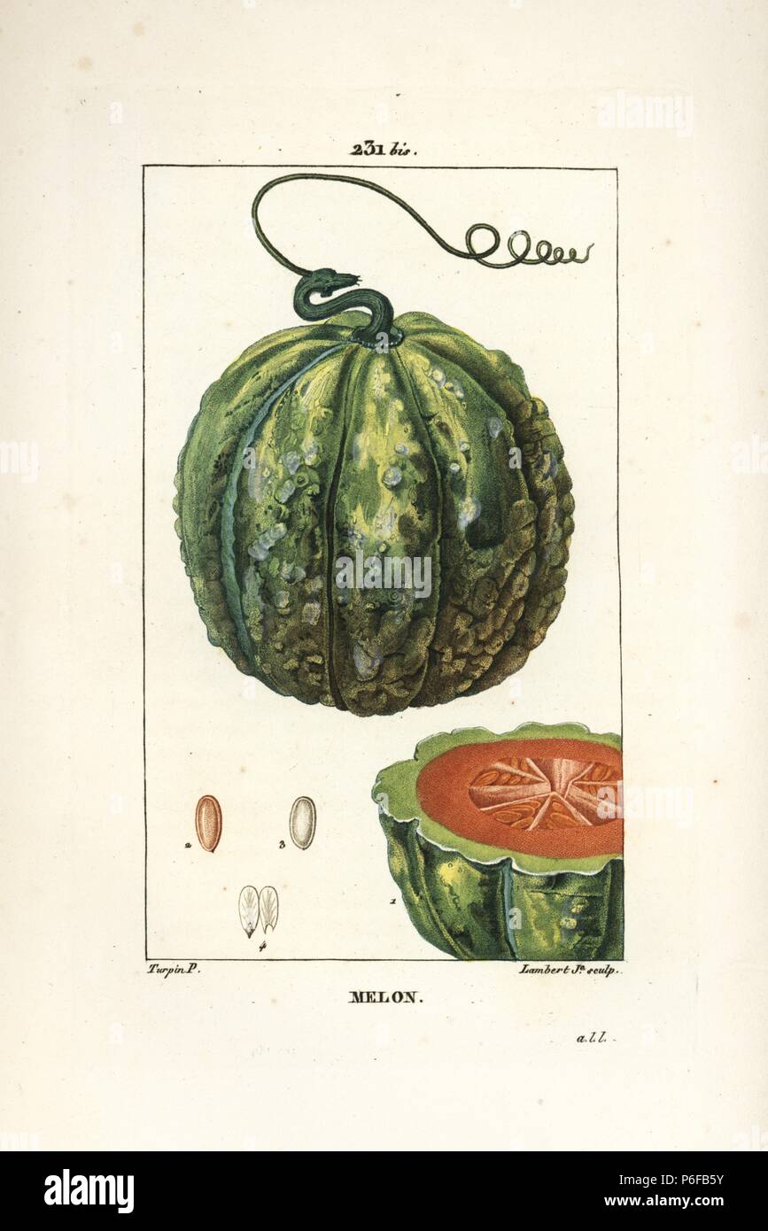 Melon, Cucumis melo, with fruit in section. Handcoloured stipple  copperplate engraving by Lambert Junior from a drawing by Pierre Jean-Francois  Turpin from Chaumeton, Poiret and Chamberet's "La Flore Medicale," Paris,  Panckoucke, 1830.