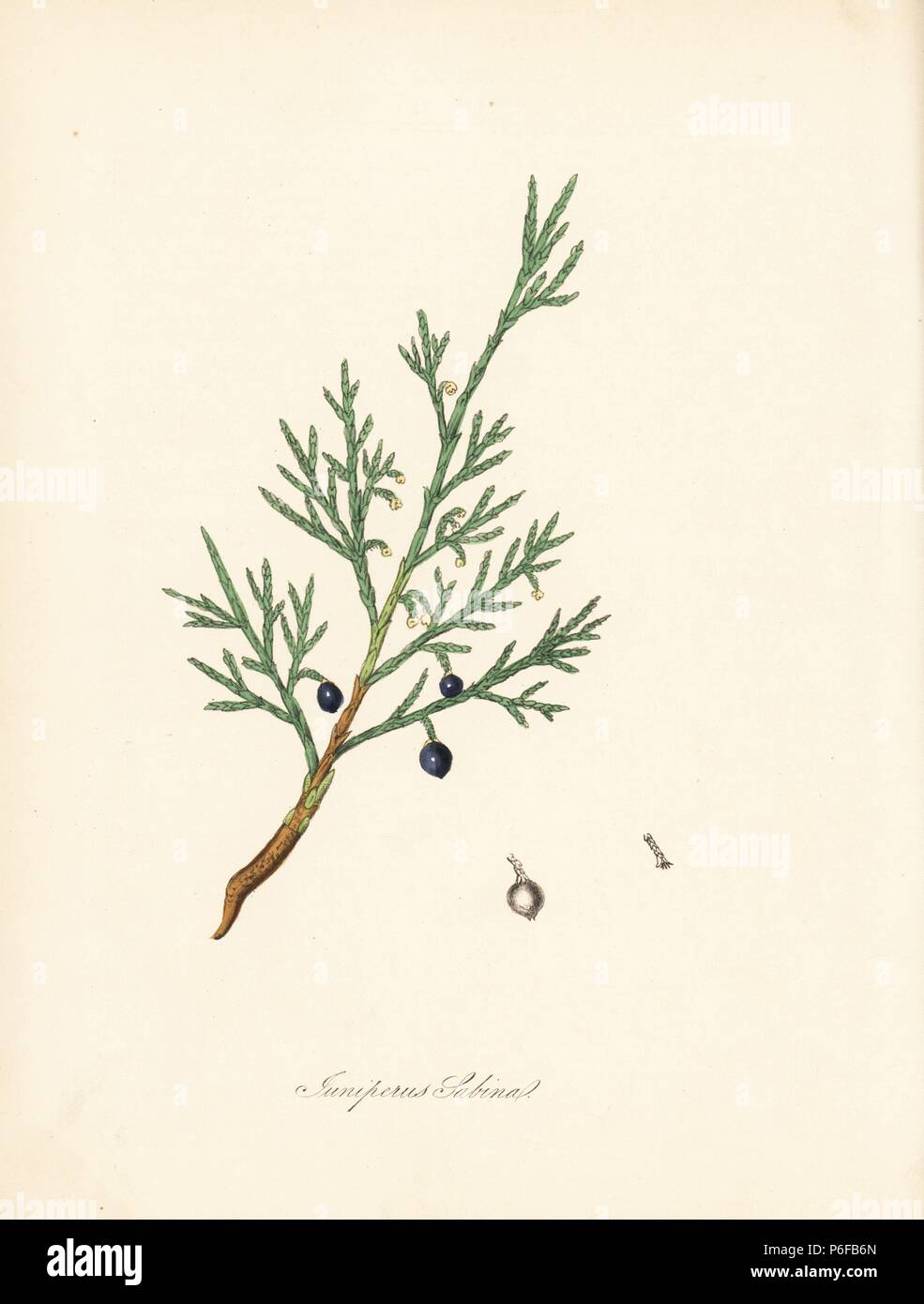 Common savin or juniper savin, Juniperus sabina. Taken from an illustration by James Sowerby from William Woodville and Sir William Jackson Hooker's 'Medical Botany.' Handcoloured zincograph by C. Chabot drawn by Miss M. A. Burnett from her 'Plantae Utiliores: or Illustrations of Useful Plants,' Whittaker, London, 1842. Miss Burnett drew the botanical illustrations, but the text was chiefly by her late brother, British botanist Gilbert Thomas Burnett (1800-1835). Stock Photo