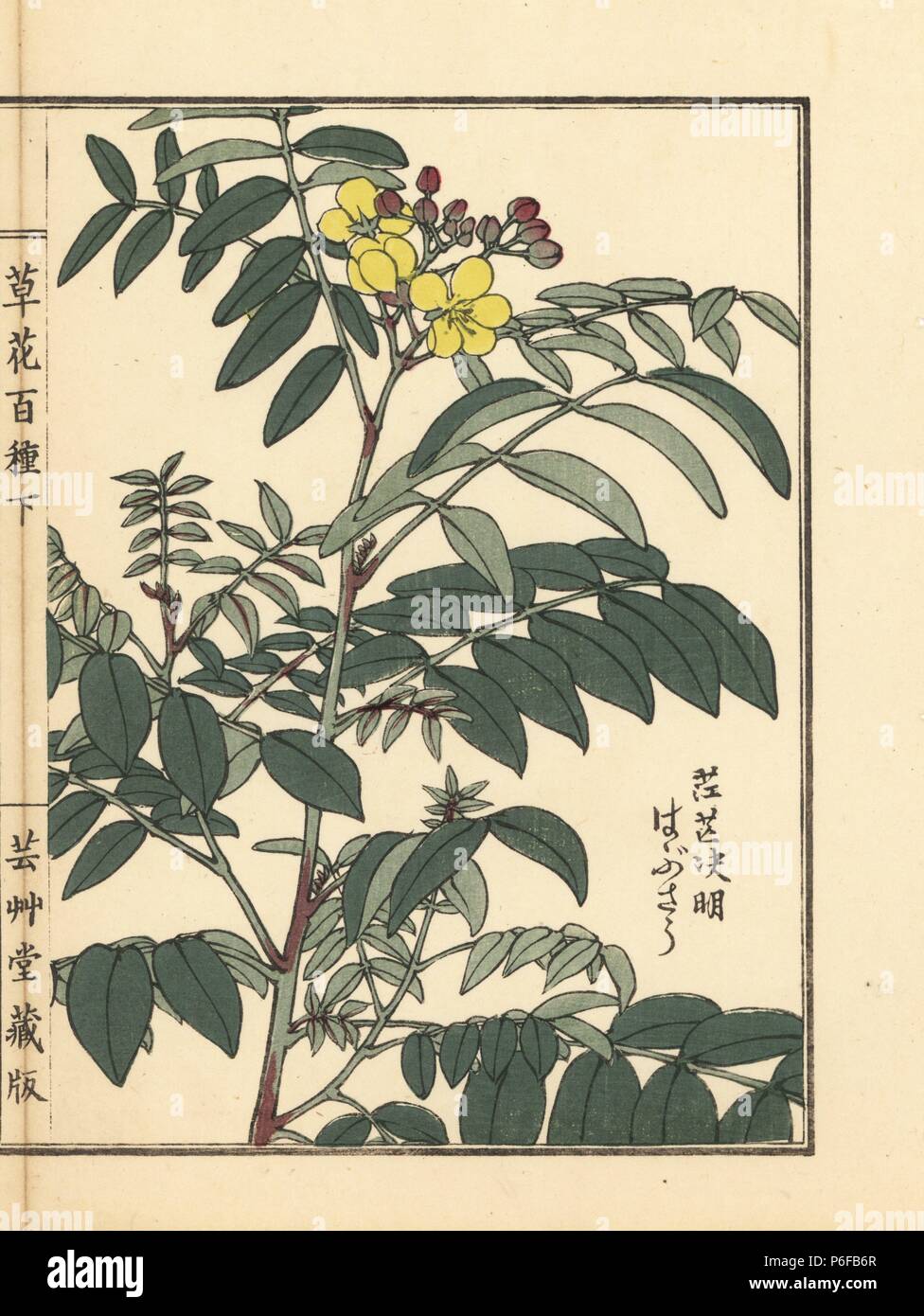 Habusou or coffee senna, Senna occidentalis. Handcoloured woodblock print by Kono Bairei from Kusa Bana Hyakushu (One Hundred Varieties of Flowers), Tokyo, Yamada, 1901. Stock Photo