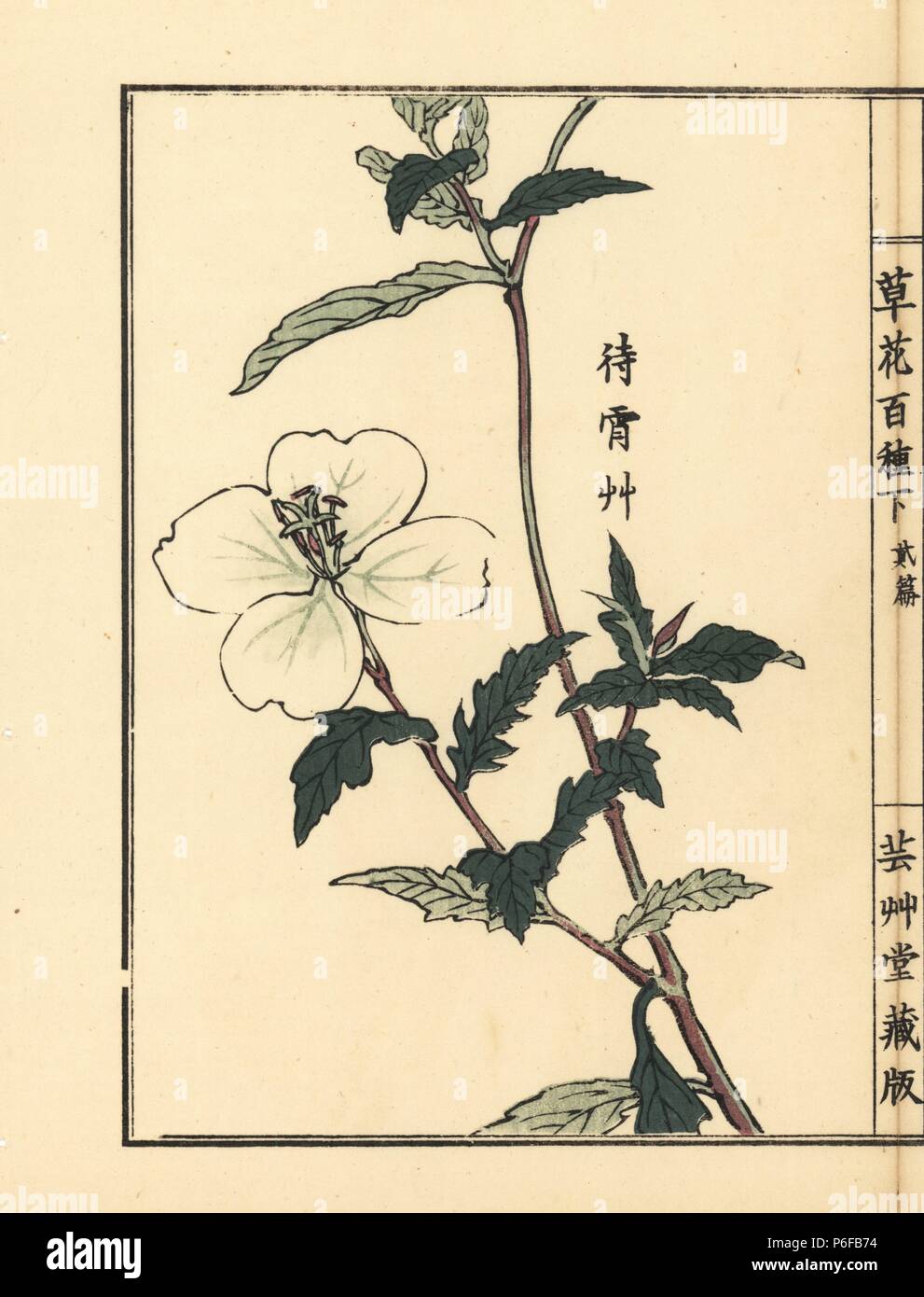 Matsuyoigusa or white evening primrose, Oenothera odorata. Handcoloured woodblock print by Kono Bairei from Kusa Bana Hyakushu (One Hundred Varieties of Flowers), Tokyo, Yamada, 1901. Stock Photo