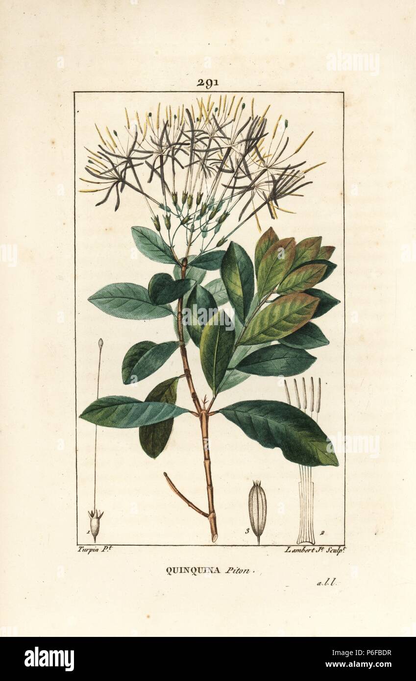Exostema sanctae-luciae (syn. Cinchona floribunda), with flower, leaf, stalk and seed. Handcoloured stipple copperplate engraving by Lambert Junior from a drawing by Pierre Jean-Francois Turpin from Chaumeton, Poiret and Chamberet's 'La Flore Medicale,' Paris, Panckoucke, 1830. Turpin (17751840) was one of the three giants of French botanical art of the era alongside Pierre Joseph Redoute and Pancrace Bessa. Stock Photo