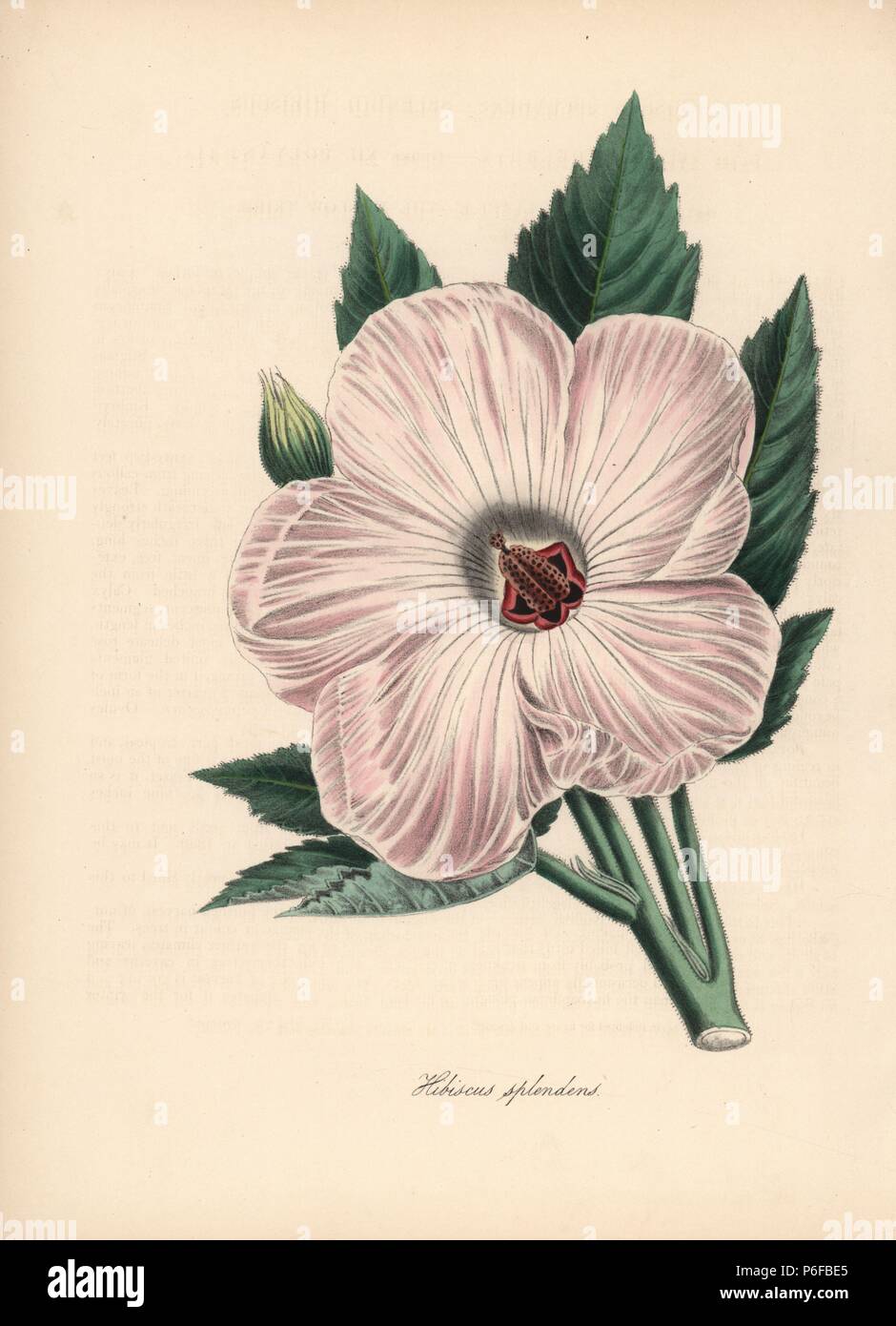 Splendid hibiscus, Hibiscus spendens. Handcoloured zincograph by C. Chabot drawn by Miss M. A. Burnett from her 'Plantae Utiliores: or Illustrations of Useful Plants,' Whittaker, London, 1842. Miss Burnett drew the botanical illustrations, but the text was chiefly by her late brother, British botanist Gilbert Thomas Burnett (1800-1835). Stock Photo