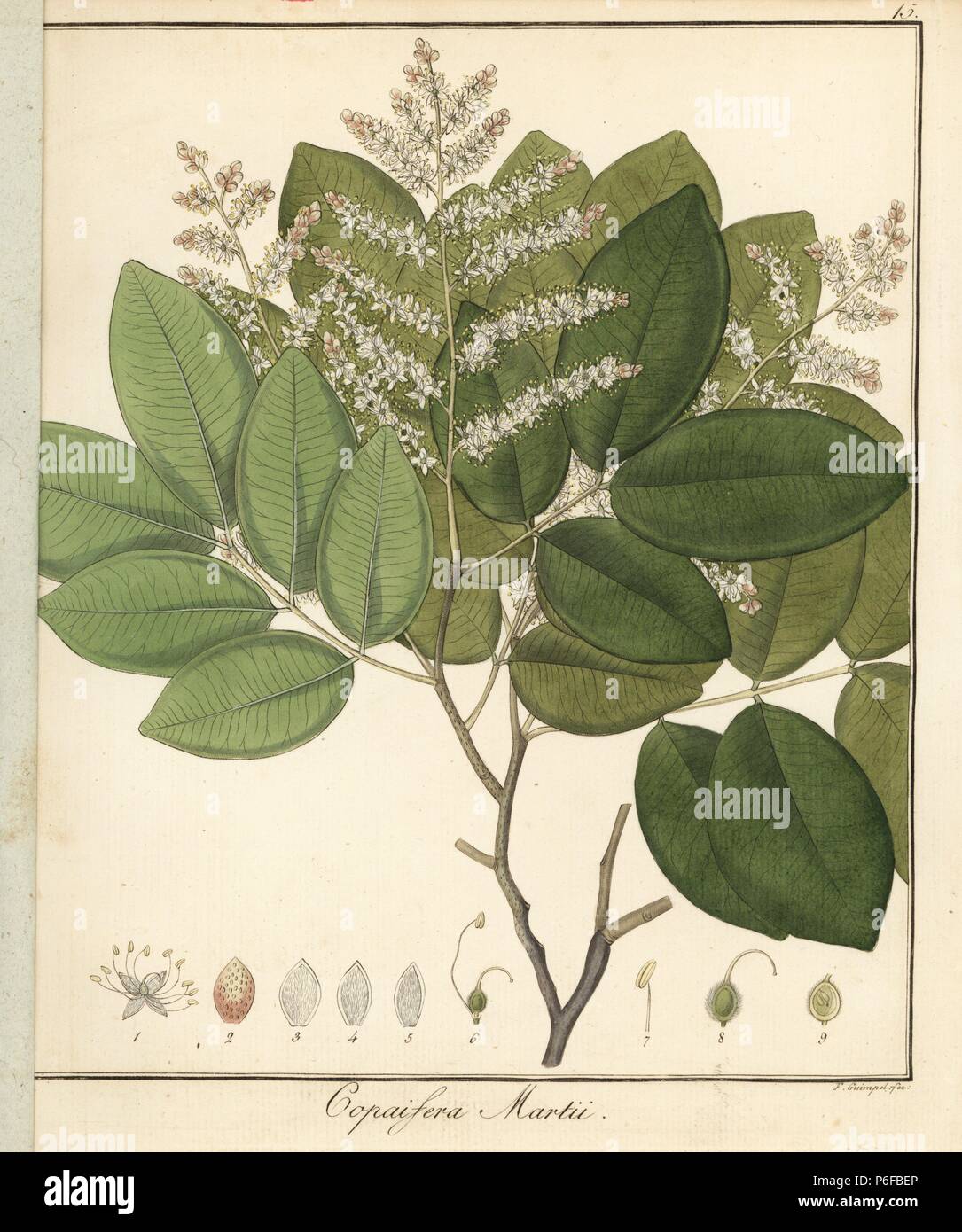 Copal or copaiba tree, Copaifera martii. Handcoloured copperplate engraving by F. Guimpel from Dr. Friedrich Gottlob Hayne's Medical Botany, Berlin, 1822. Hayne (1763-1832) was a German botanist, apothecary and professor of pharmaceutical botany at Berlin University. Stock Photo