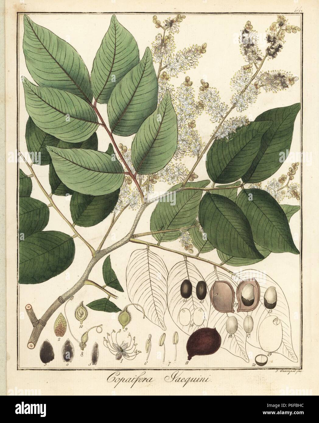 Copal or copaiba tree, Copaifera jacquinii. Handcoloured copperplate engraving by F. Guimpel from Dr. Friedrich Gottlob Hayne's Medical Botany, Berlin, 1822. Hayne (1763-1832) was a German botanist, apothecary and professor of pharmaceutical botany at Berlin University. Stock Photo