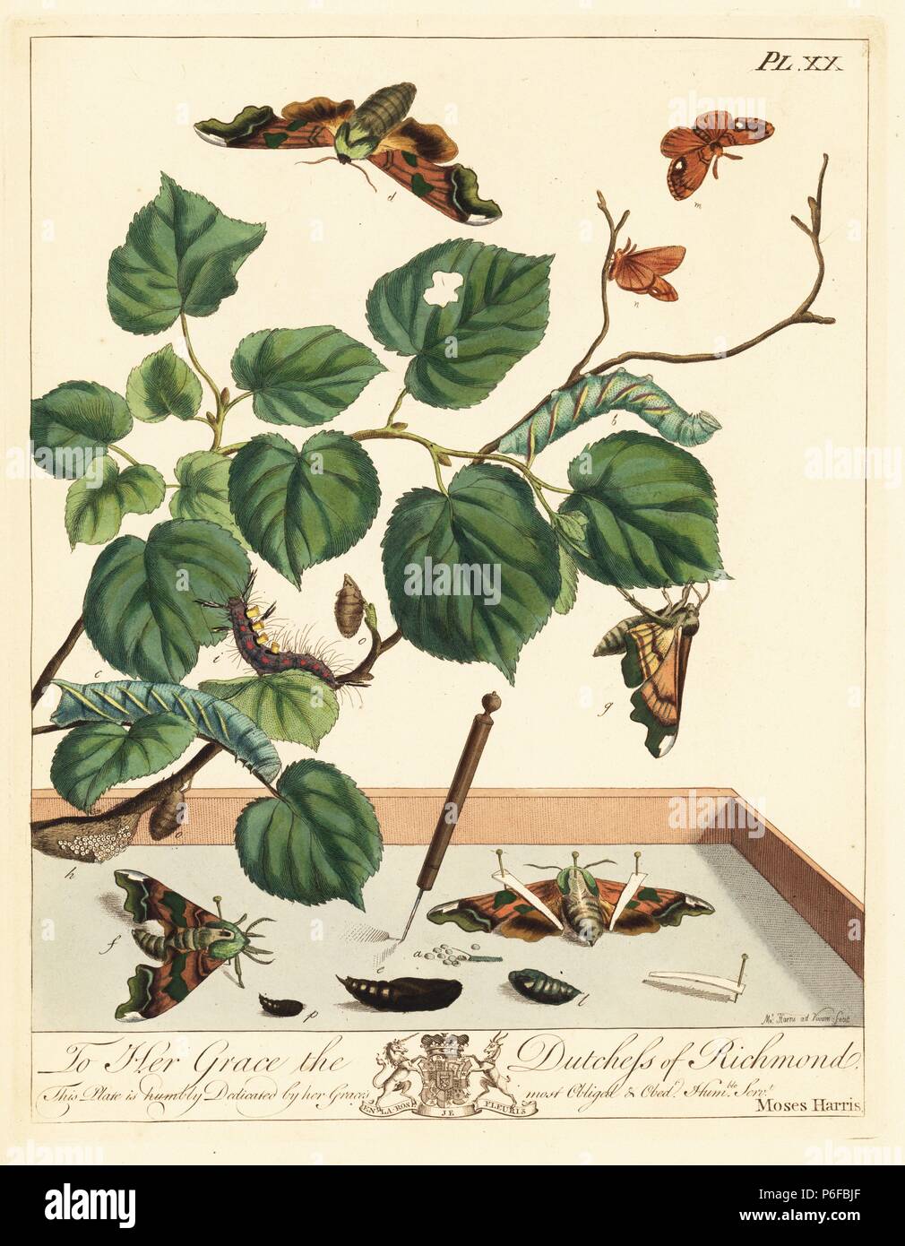 Lime hawk-moth, Mimas tillae, and common vapourer moth or rusty tussock, Orgyia antiqua, on lime leaves, Tillia europaea. Handcoloured lithograph after an illustration by Moses Harris from 'The Aurelian; a Natural History of English Moths and Butterflies,' new edition edited by J. O. Westwood, published by Henry Bohn, London, 1840. Stock Photo