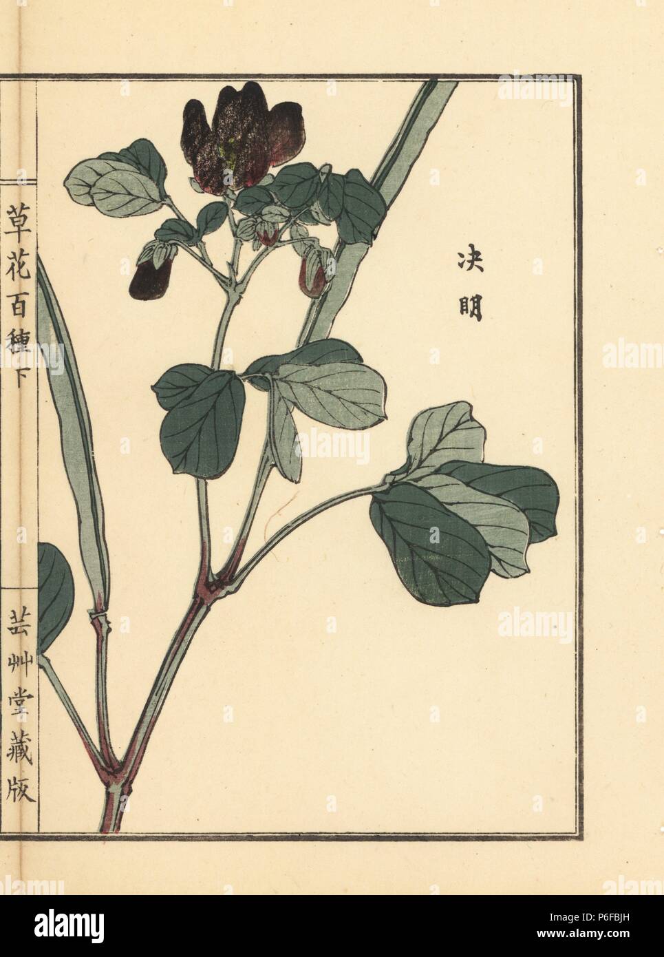 Ketsumei, Chinese senna or sicklepod, Senna obtusifolia. Handcoloured woodblock print by Kono Bairei from Kusa Bana Hyakushu (One Hundred Varieties of Flowers), Tokyo, Yamada, 1901. Stock Photo