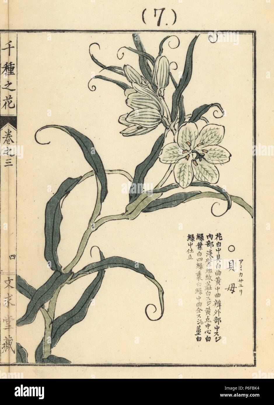 Amigasayuri or Thunberg fritillary, Fritillaria thunbergii. Handcoloured woodblock print by Kono Bairei from Senshu no Hana (One Thousand Varieties of Flowers), Bunkyudo, Kyoto, 1889. Stock Photo