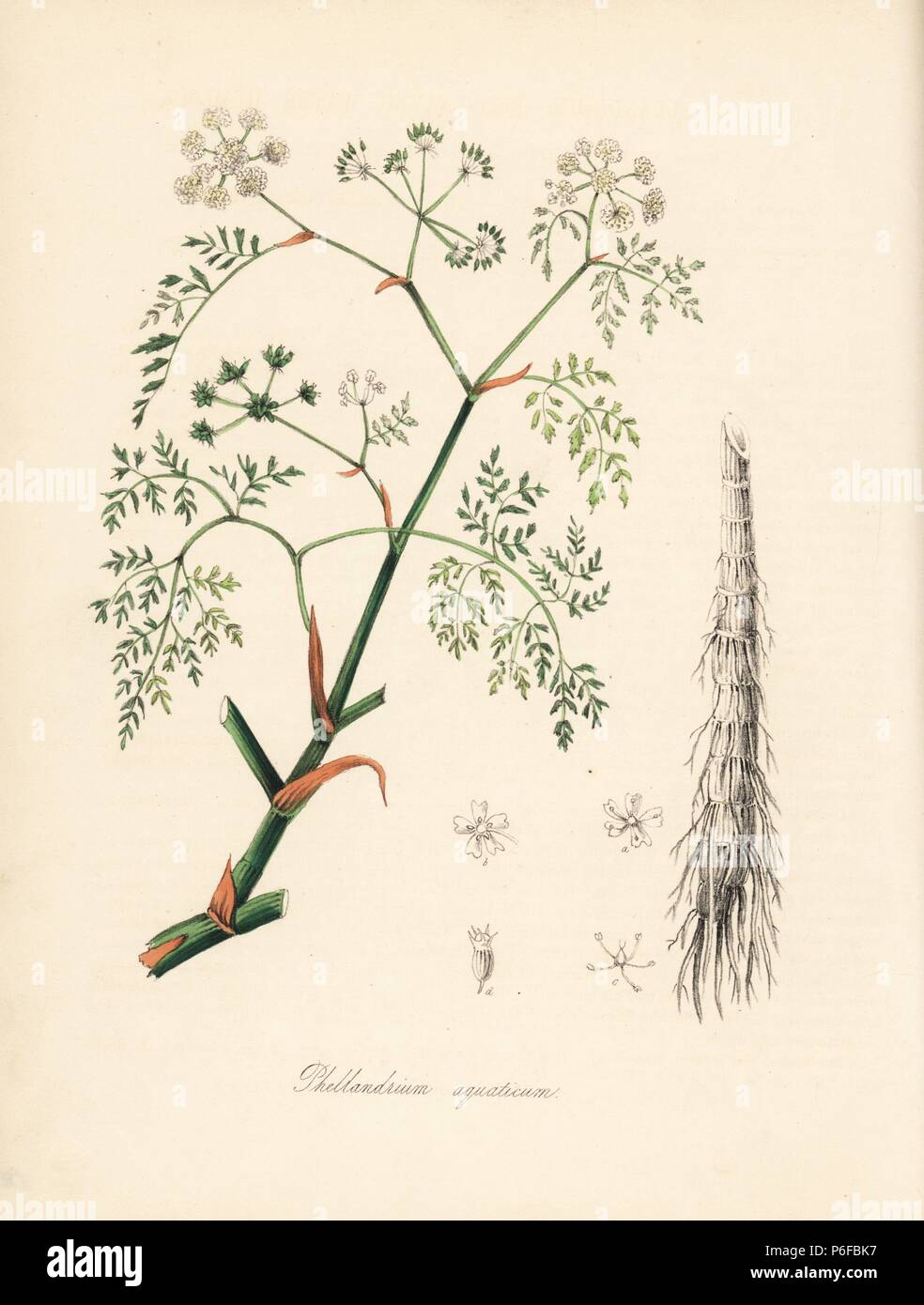 Fine-leaved water dropwort, Oenanthe aquatica (Fine-leaved water hemlock, Oenanthe phellandrium). Handcoloured zincograph by C. Chabot drawn by Miss M. A. Burnett from her 'Plantae Utiliores: or Illustrations of Useful Plants,' Whittaker, London, 1842. Miss Burnett drew the botanical illustrations, but the text was chiefly by her late brother, British botanist Gilbert Thomas Burnett (1800-1835). Stock Photo