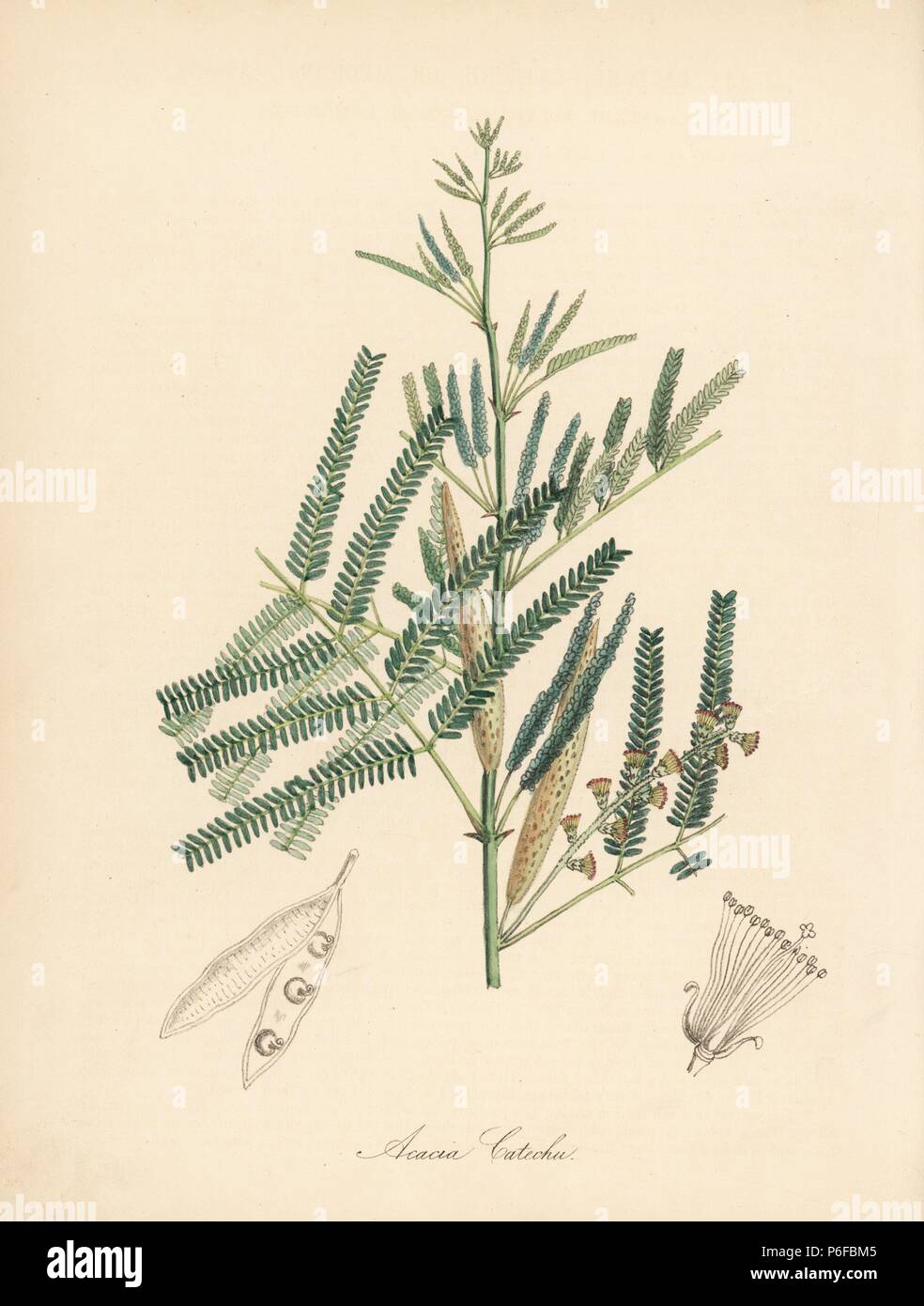 Catechu or medicinal acacia, Acacia catechu. Handcoloured zincograph by C. Chabot drawn by Miss M. A. Burnett from her 'Plantae Utiliores: or Illustrations of Useful Plants,' Whittaker, London, 1842. Miss Burnett drew the botanical illustrations, but the text was chiefly by her late brother, British botanist Gilbert Thomas Burnett (1800-1835). Stock Photo