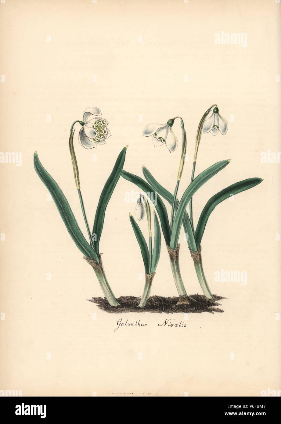 Snowdrop, Galanthus nivalis. Handcoloured zincograph by Chabots drawn by Miss M. A. Burnett from her 'Plantae Utiliores: or Illustrations of Useful Plants,' Whittaker, London, 1842. Miss Burnett drew the botanical illustrations, but the text was chiefly by her late brother, British botanist Gilbert Thomas Burnett (1800-1835). Stock Photo