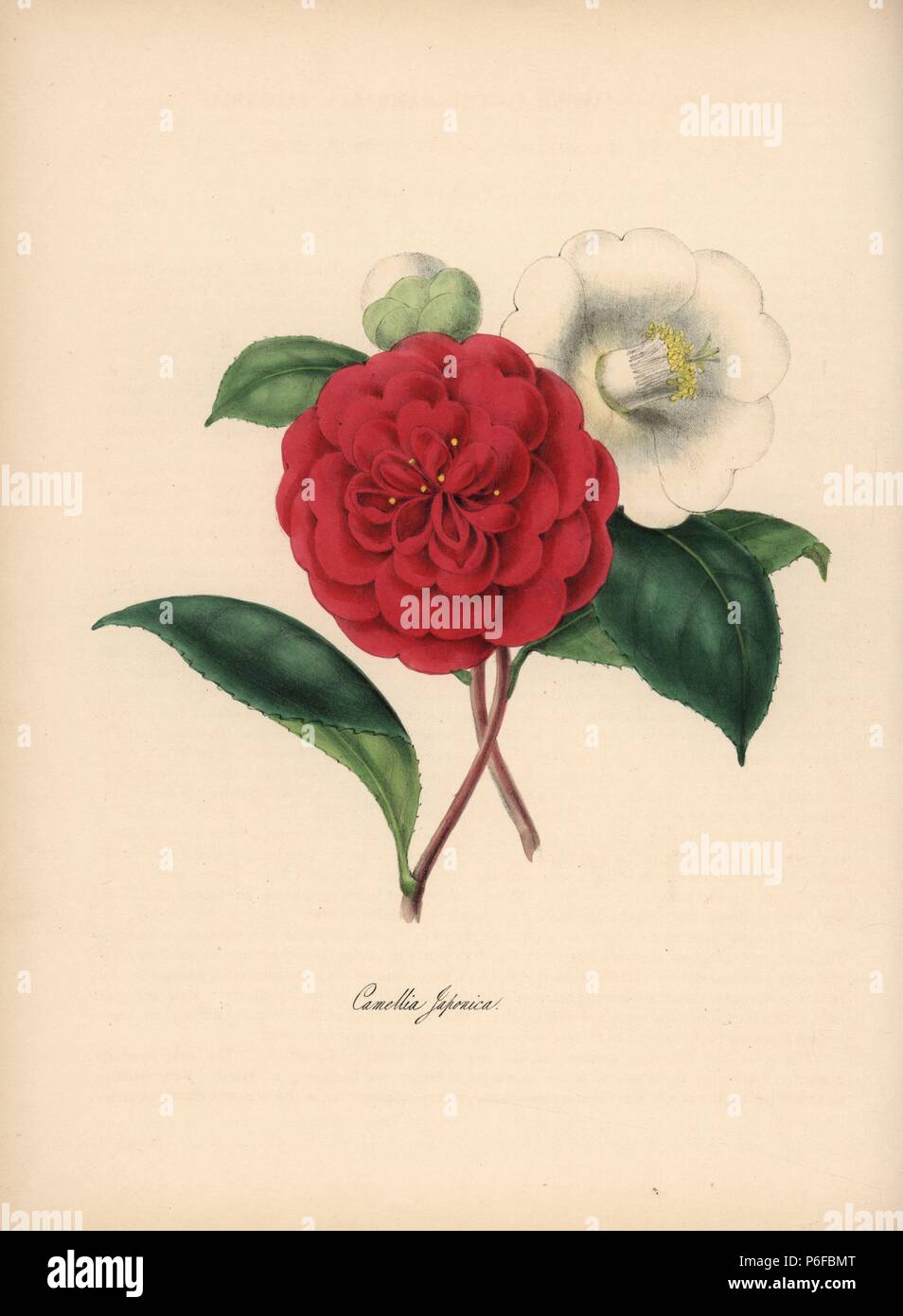 Japanese camellia, Camellia japonica. Handcoloured zincograph by C. Chabot drawn by Miss M. A. Burnett from her 'Plantae Utiliores: or Illustrations of Useful Plants,' Whittaker, London, 1842. Miss Burnett drew the botanical illustrations, but the text was chiefly by her late brother, British botanist Gilbert Thomas Burnett (1800-1835). Stock Photo
