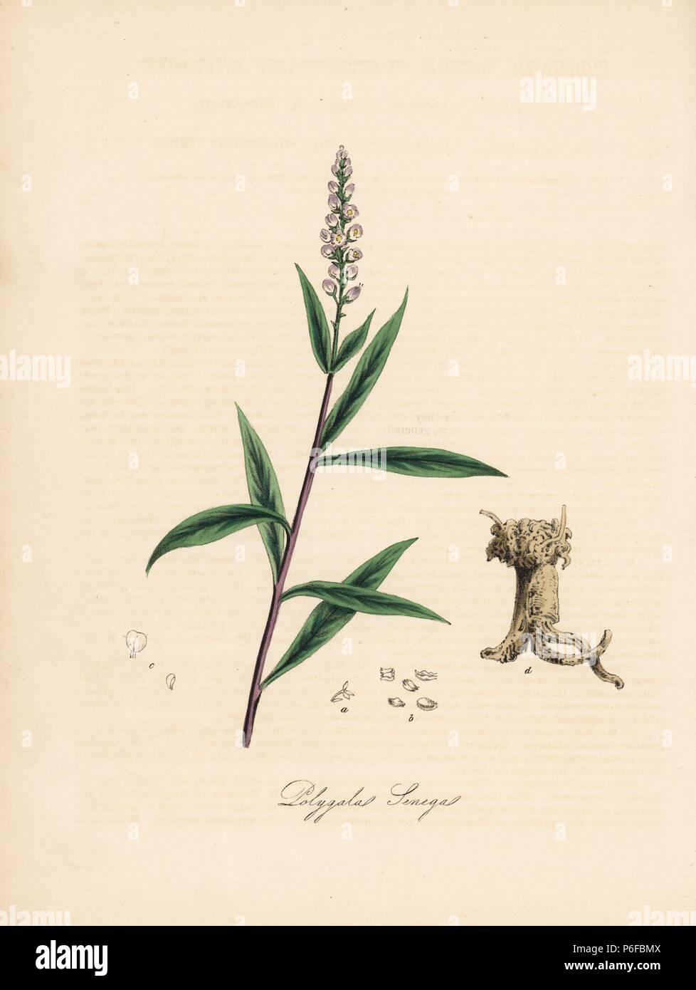 Seneca snakeroot, Polygala senega. Handcoloured zincograph by C. Chabot drawn by Miss M. A. Burnett from her 'Plantae Utiliores: or Illustrations of Useful Plants,' Whittaker, London, 1842. Miss Burnett drew the botanical illustrations, but the text was chiefly by her late brother, British botanist Gilbert Thomas Burnett (1800-1835). Stock Photo