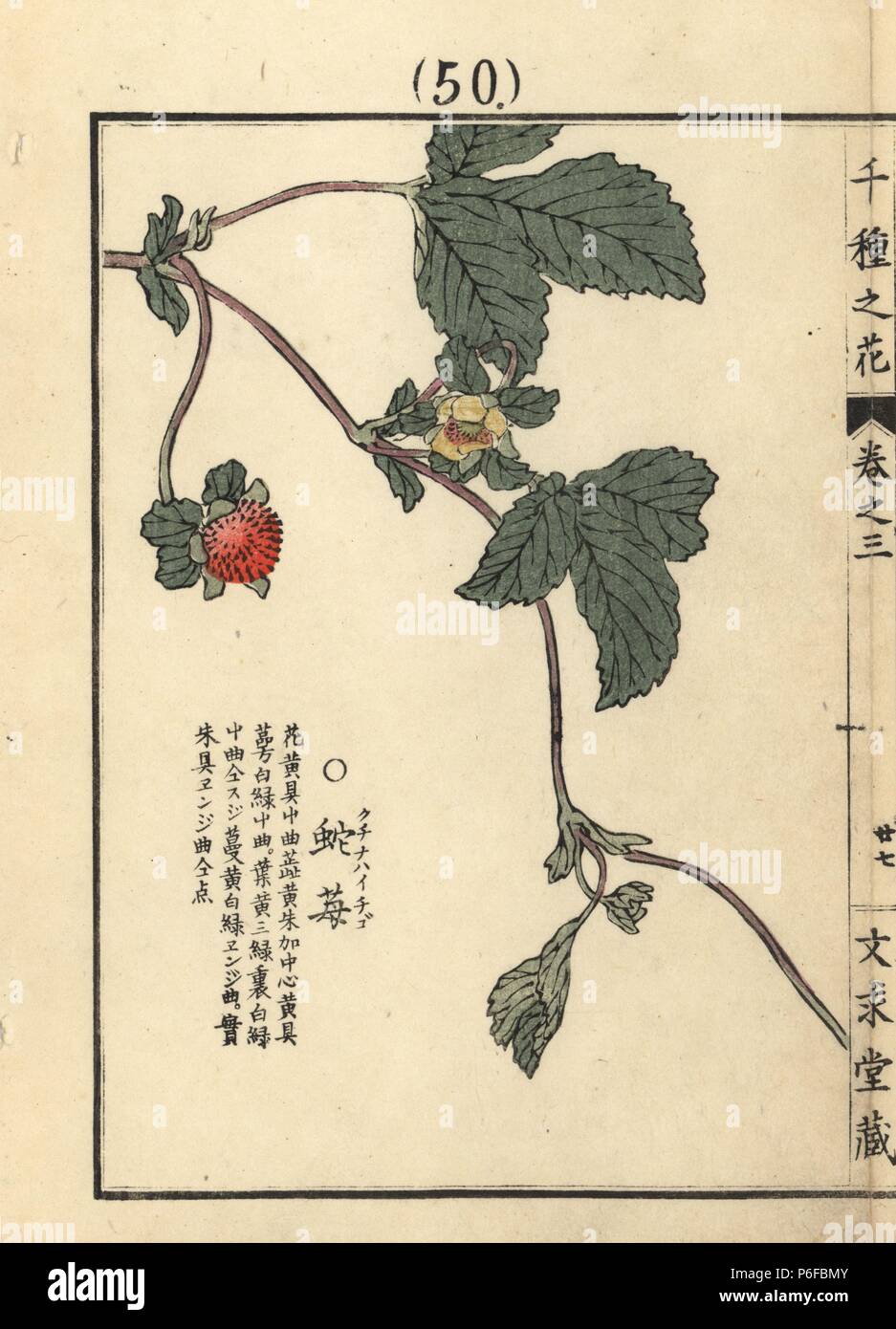 Hebiichigo Hi Res Stock Photography And Images Alamy Hebiichigo Hi Res Stock Photography And Images Alamy