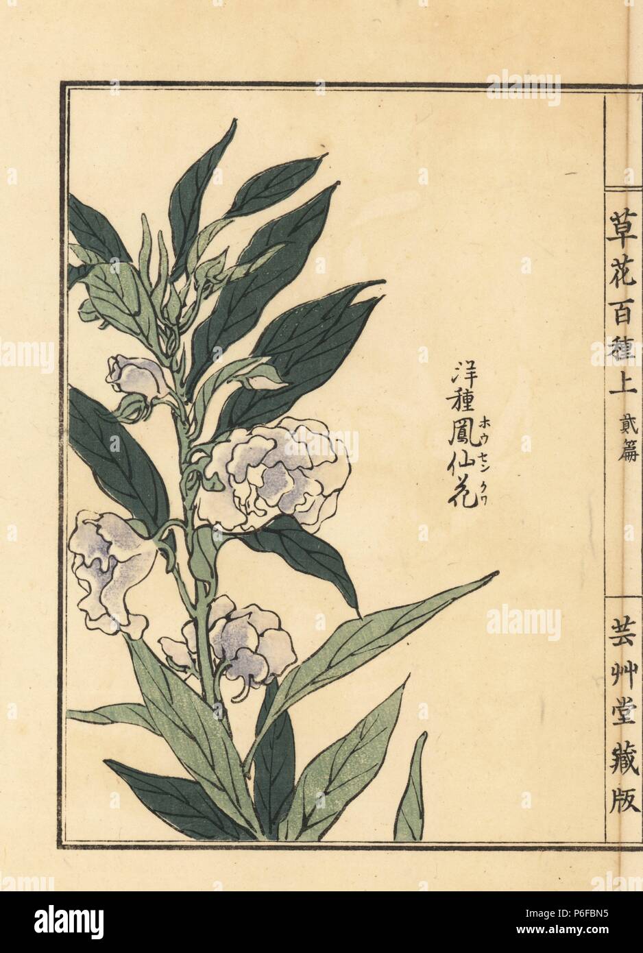 Housenka or garden balsam, Impatiens balsamina. Handcoloured woodblock print by Kono Bairei from Kusa Bana Hyakushu (One Hundred Varieties of Flowers), Tokyo, Yamada, 1901. Stock Photo