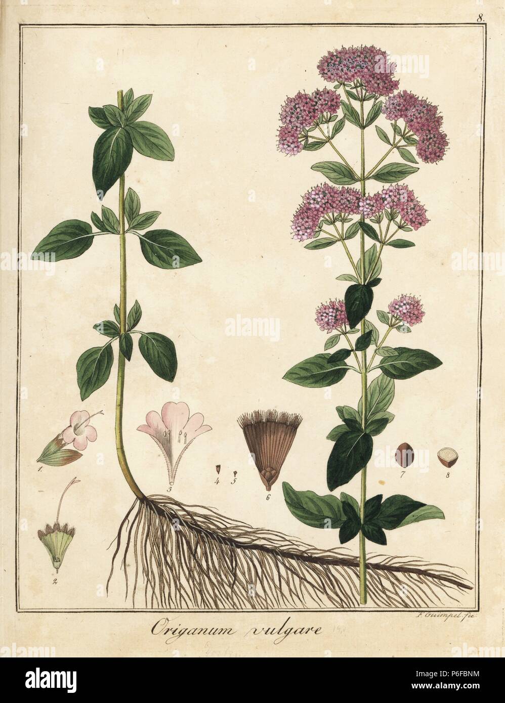 Oregano, Origanum vulgare. Handcoloured copperplate engraving by F