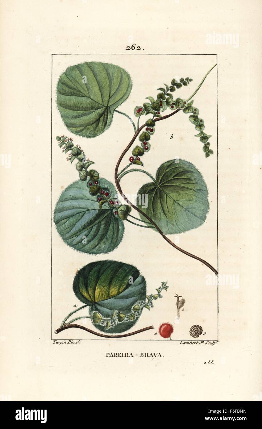 Wild vine or abuta, Cissampelos pareira, with flower, leaf, tendril and fruit. Handcoloured stipple copperplate engraving by Lambert Junior from a drawing by Pierre Jean-Francois Turpin from Chaumeton, Poiret and Chamberet's 'La Flore Medicale,' Paris, Panckoucke, 1830. Turpin (17751840) was one of the three giants of French botanical art of the era alongside Pierre Joseph Redoute and Pancrace Bessa. Stock Photo