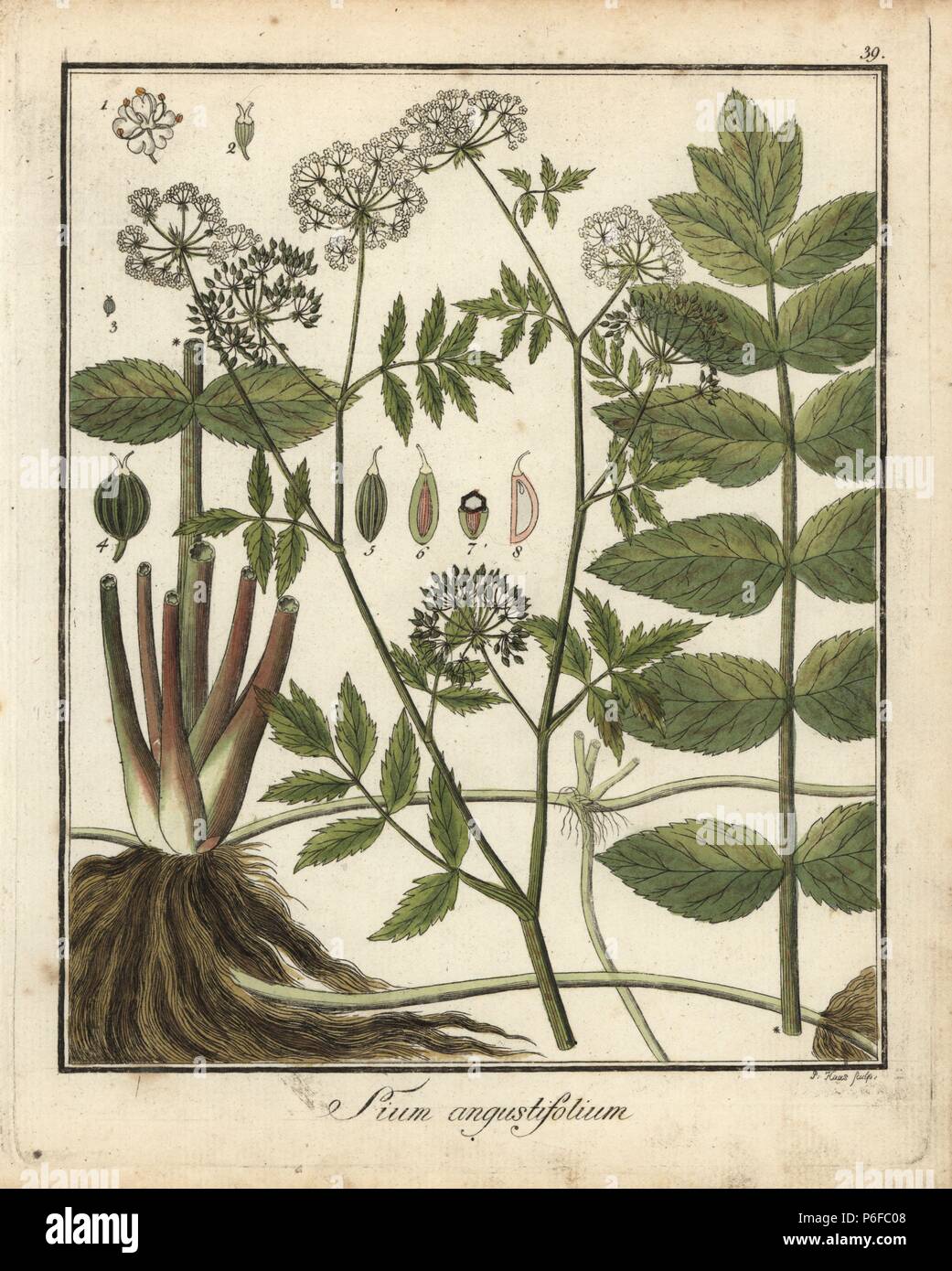Cutleaf water parsnip, Berula erecta. Handcoloured copperplate engraving by P. Haas from Dr. Friedrich Gottlob Hayne's Medical Botany, Berlin, 1822. Hayne (1763-1832) was a German botanist, apothecary and professor of pharmaceutical botany at Berlin University. Stock Photo