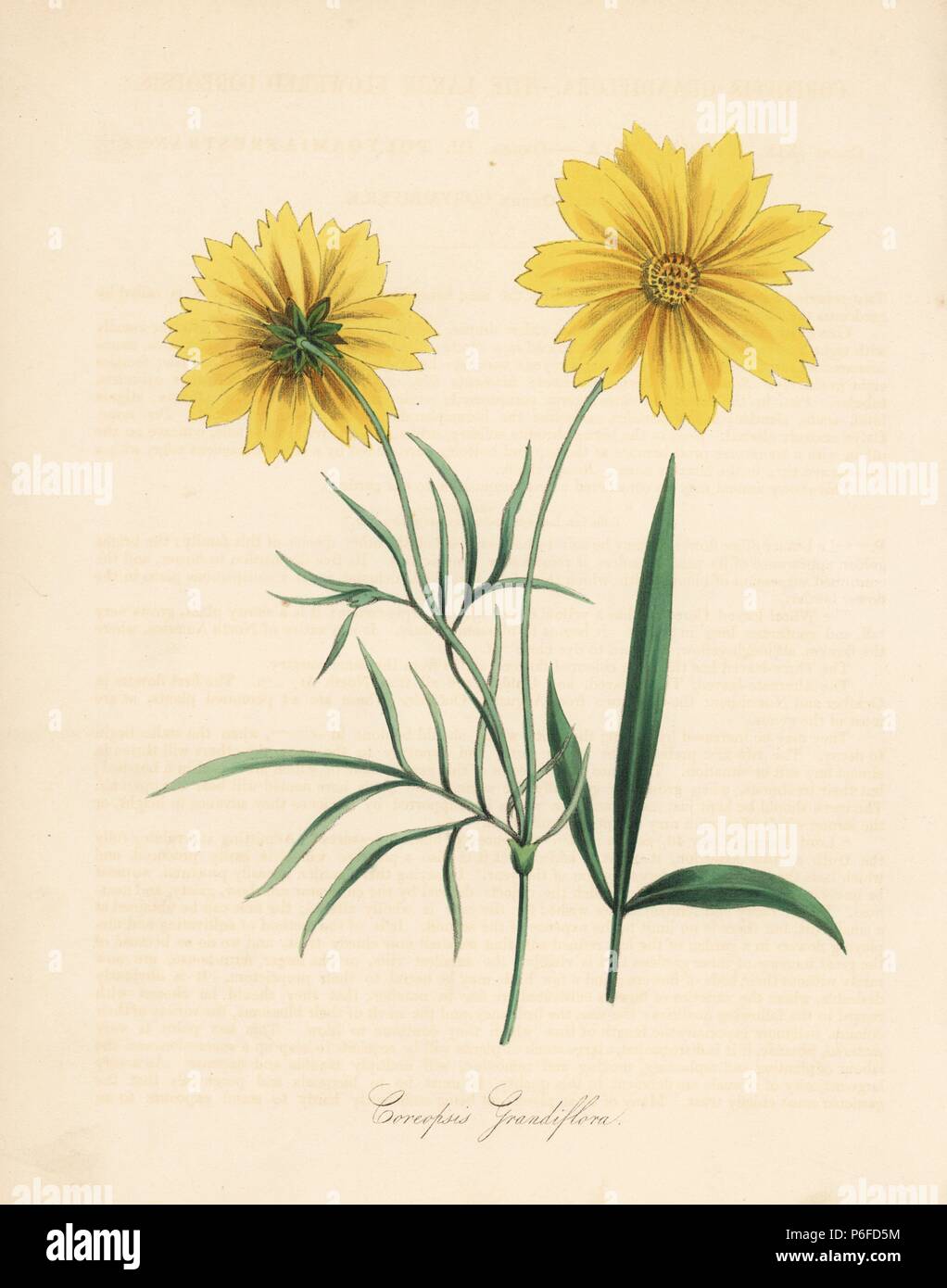 Large-flowered coreopsis, Coreopsis grandiflora. Handcoloured zincograph by C. Chabot drawn by Miss M. A. Burnett from her 'Plantae Utiliores: or Illustrations of Useful Plants,' Whittaker, London, 1842. Miss Burnett drew the botanical illustrations, but the text was chiefly by her late brother, British botanist Gilbert Thomas Burnett (1800-1835). Stock Photo