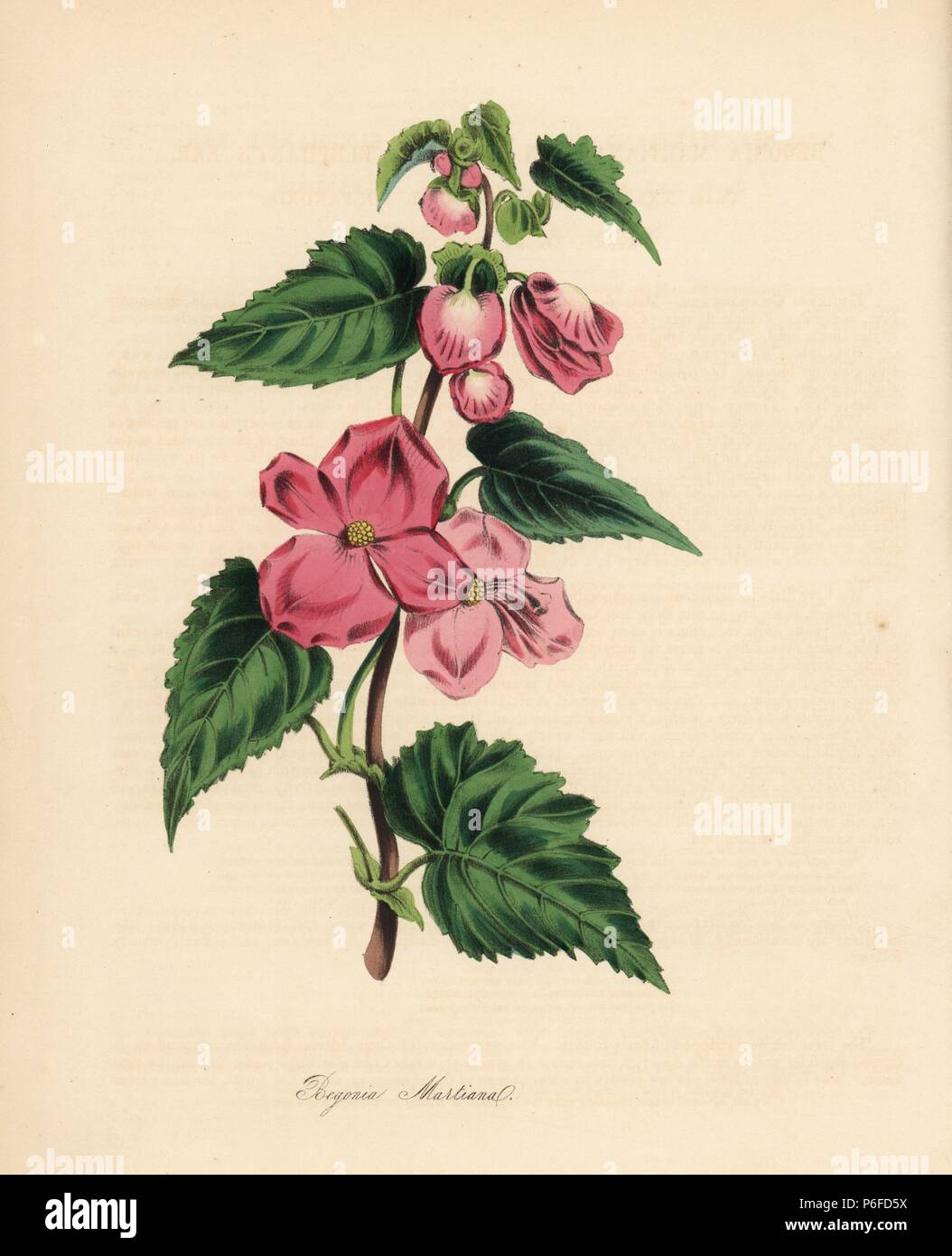 Begonia gracilis, native to Mexico (Von Martius' elephant's ear, Begonia martiana). Handcoloured zincograph by C. Chabot drawn by Miss M. A. Burnett from her 'Plantae Utiliores: or Illustrations of Useful Plants,' Whittaker, London, 1842. Miss Burnett drew the botanical illustrations, but the text was chiefly by her late brother, British botanist Gilbert Thomas Burnett (1800-1835). Stock Photo
