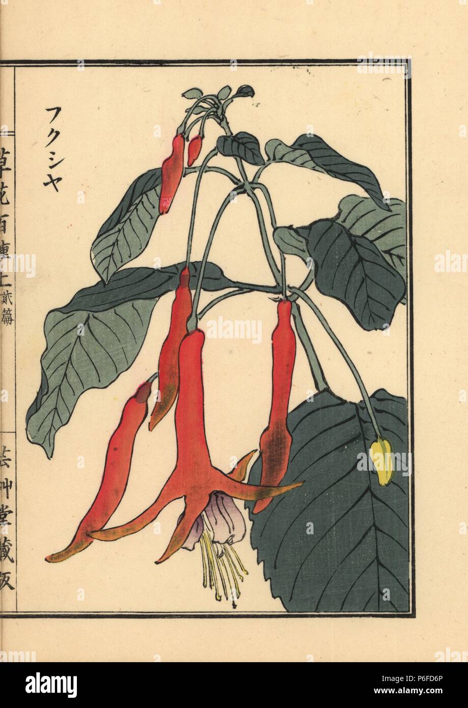 Fukusha or fuchsia, Fuchsia species. Handcoloured woodblock print by Kono Bairei from Kusa Bana Hyakushu (One Hundred Varieties of Flowers), Tokyo, Yamada, 1901. Stock Photo