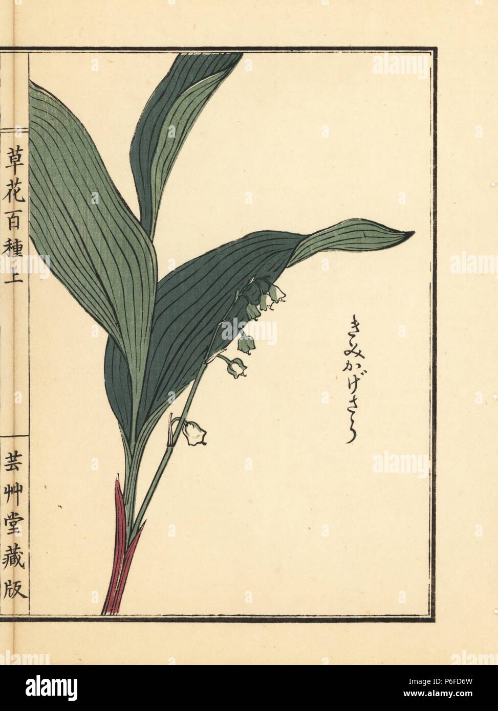 Kimikagesou, suzuran or lily of the valley, Convallaria majalis. Handcoloured woodblock print by Kono Bairei from Kusa Bana Hyakushu (One Hundred Varieties of Flowers), Tokyo, Yamada, 1901. Stock Photo