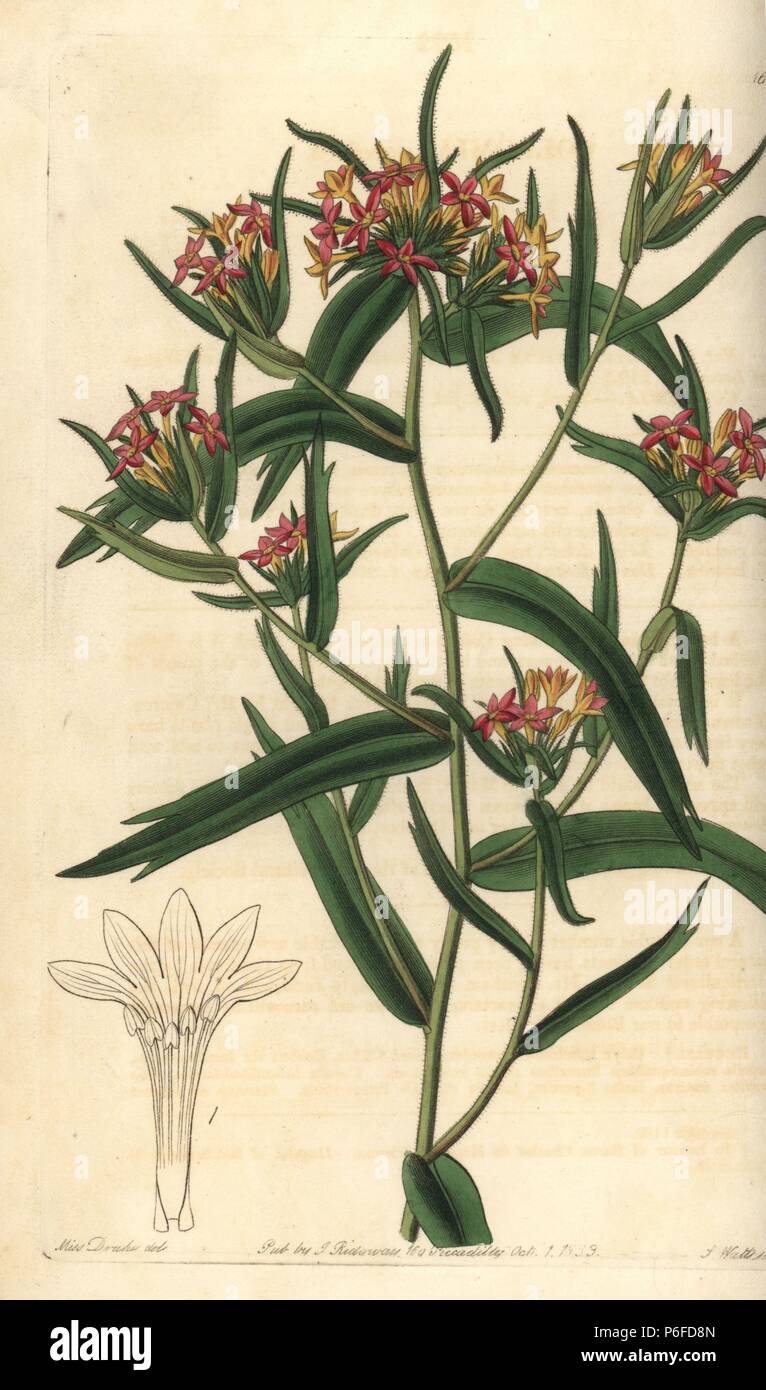 Mountain trumpet flower, Collomia biflora. Brick red collomia, Collomia coccinea. Handcoloured copperplate engraving by S. Watts after an illustration by Miss Drake from Sydenham Edwards' 'The Botanical Register,' London, Ridgway, 1833. Sarah Anne Drake (1803-1857) drew over 1,300 plates for the botanist John Lindley, including many orchids. Stock Photo