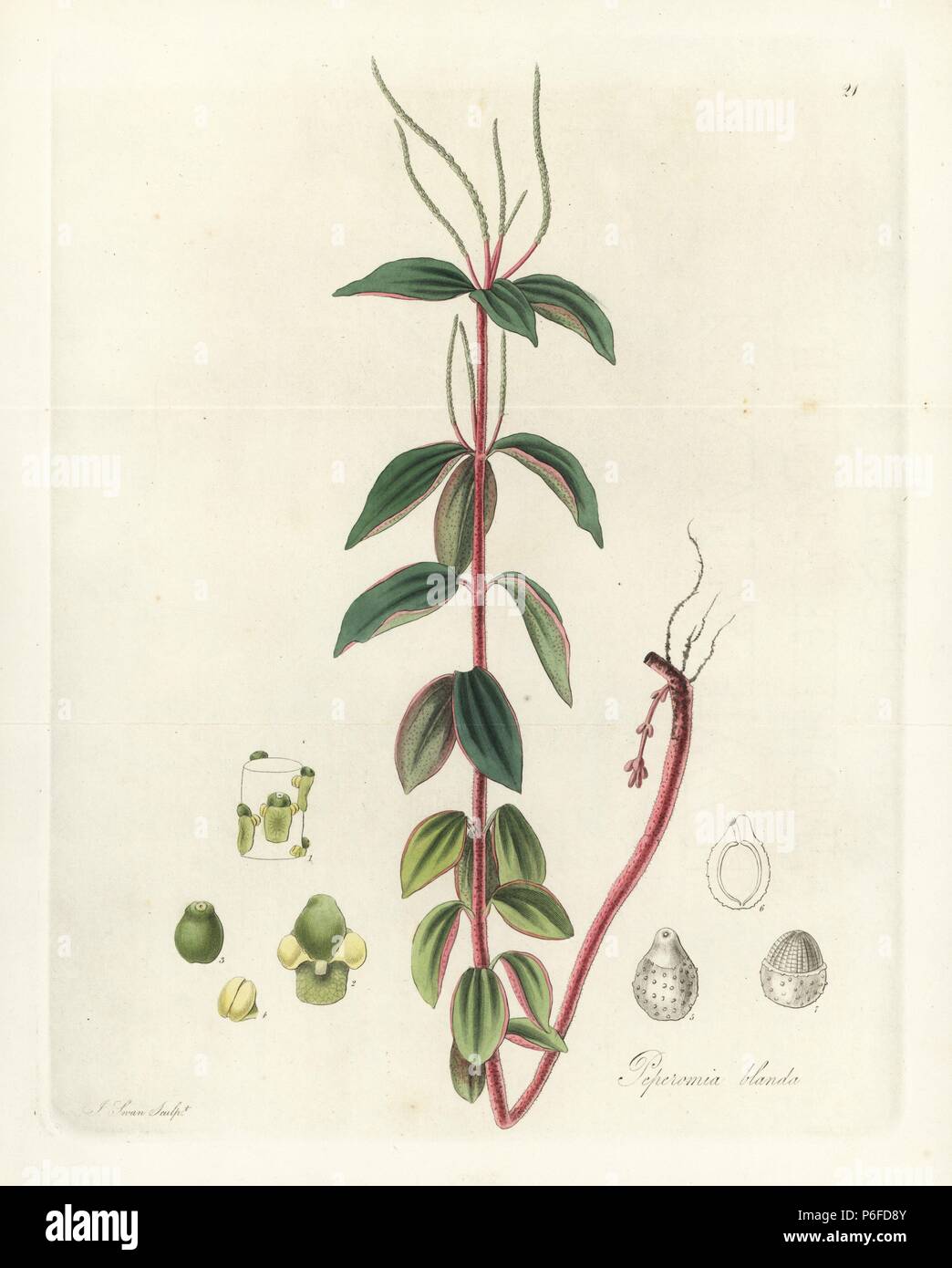 Villous peperomia or radiator plant, Peperomia blanda. Handcoloured copperplate engraving by J. Swan after a botanical illustration by William Jackson Hooker from his own "Exotic Flora," Blackwood, Edinburgh, 1823. Hooker (1785-1865) was an English botanist who specialized in orchids and ferns, and was director of the Royal Botanical Gardens at Kew from 1841. Stock Photo