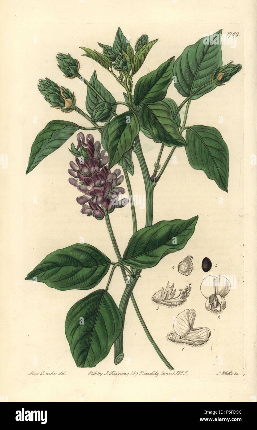 Large leatherroot, Hoita macrostachya (Long-spiked psoralea, Psoralea macrostachya). Handcoloured copperplate engraving by S. Watts after an illustration by Miss Drake from Sydenham Edwards' 'The Botanical Register,' London, Ridgway, 1835. Sarah Anne Drake (1803-1857) drew over 1,300 plates for the botanist John Lindley, including many orchids. Stock Photo