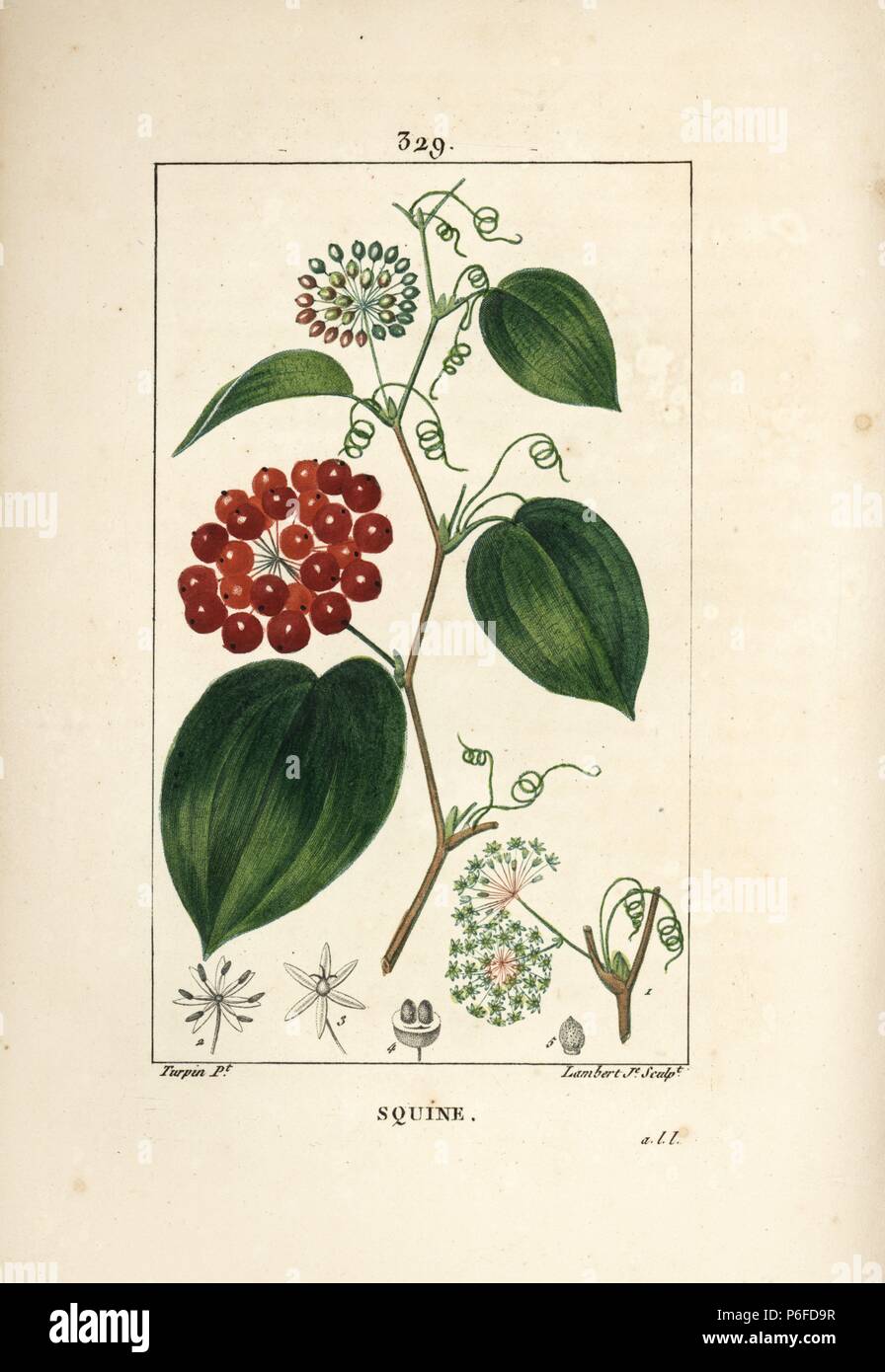 Chinese smilax, Smilax china, with flower, tendril, leaf, and fruit. Handcoloured stipple copperplate engraving by Lambert Junior from a drawing by Pierre Jean-Francois Turpin from Chaumeton, Poiret and Chamberet's 'La Flore Medicale,' Paris, Panckoucke, 1830. Turpin (17751840) was one of the three giants of French botanical art of the era alongside Pierre Joseph Redoute and Pancrace Bessa. Stock Photo