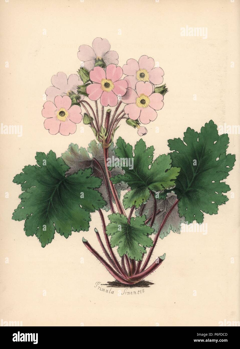 Chinese primrose, Primula sinensis. Handcoloured zincograph by Chabots drawn by Miss M. A. Burnett from her 'Plantae Utiliores: or Illustrations of Useful Plants,' Whittaker, London, 1842. Miss Burnett drew the botanical illustrations, but the text was chiefly by her late brother, British botanist Gilbert Thomas Burnett (1800-1835). Stock Photo