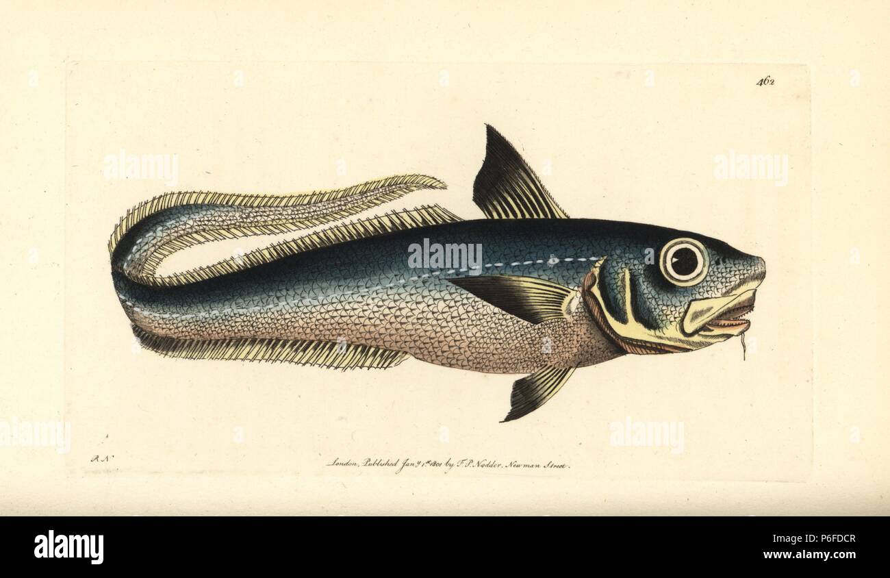 Sand Cusk, Lant (Sand Eel), and Onion Fish (Grenadier) - 1884